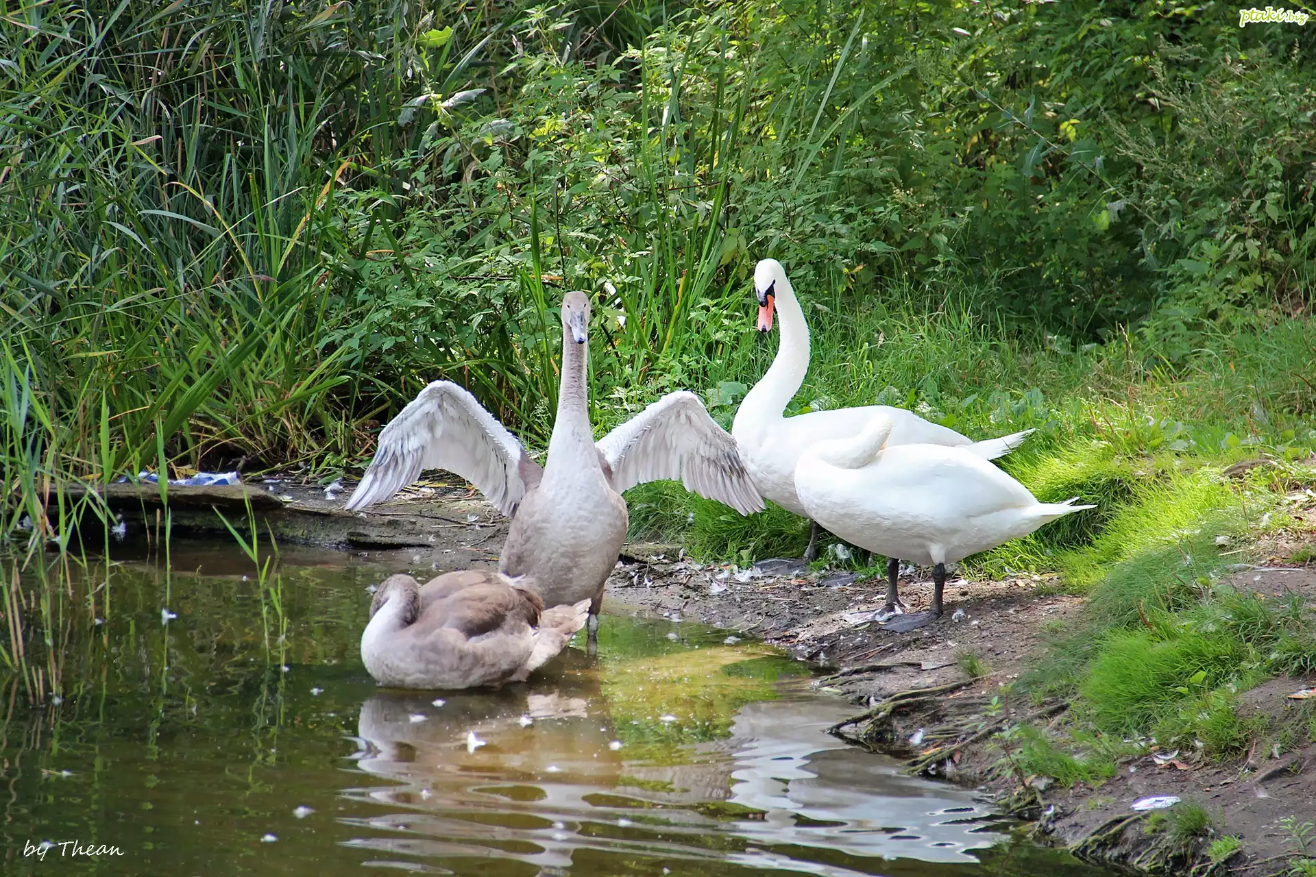 Łabędzia, Rodzina