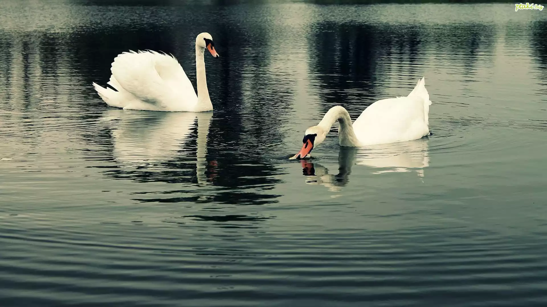 Łabędzie, Jezioro