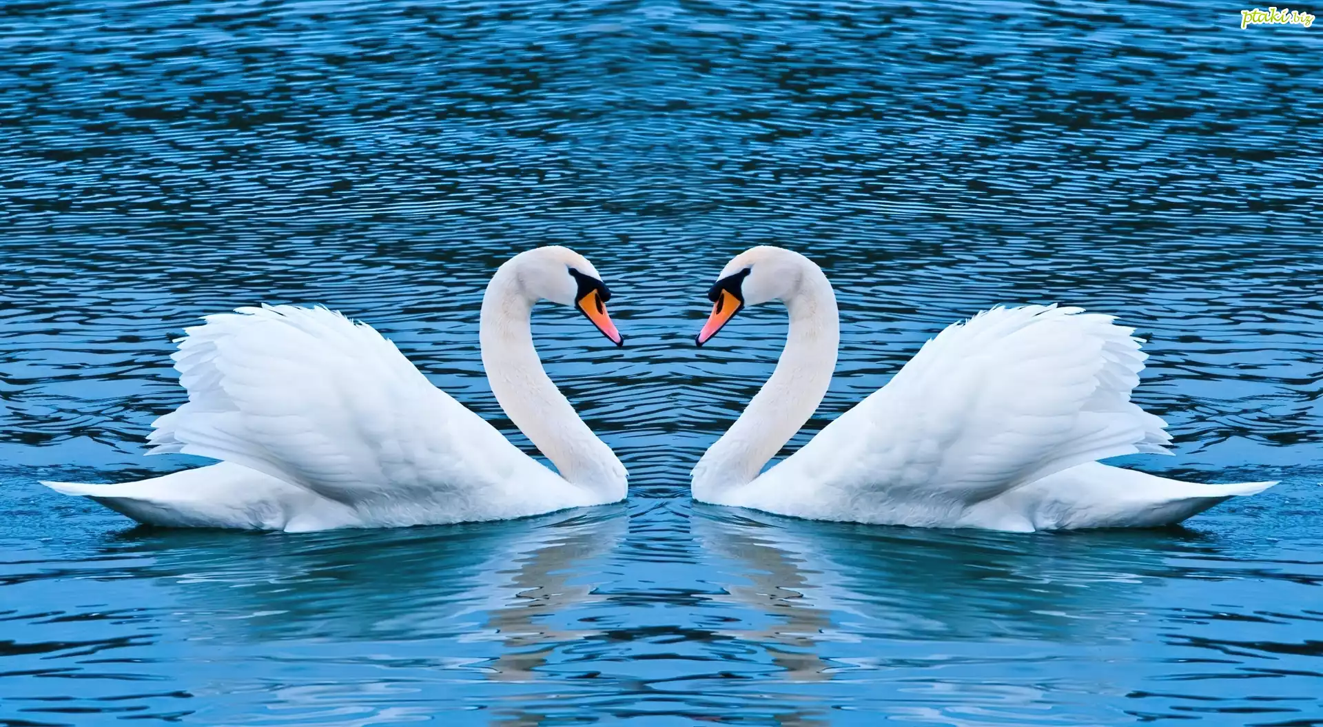 Łabędzie, Woda