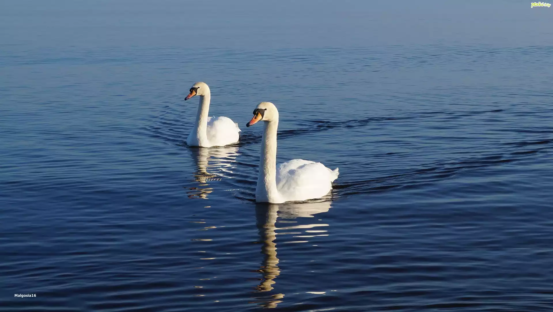 Białe, Łabędzie, Woda