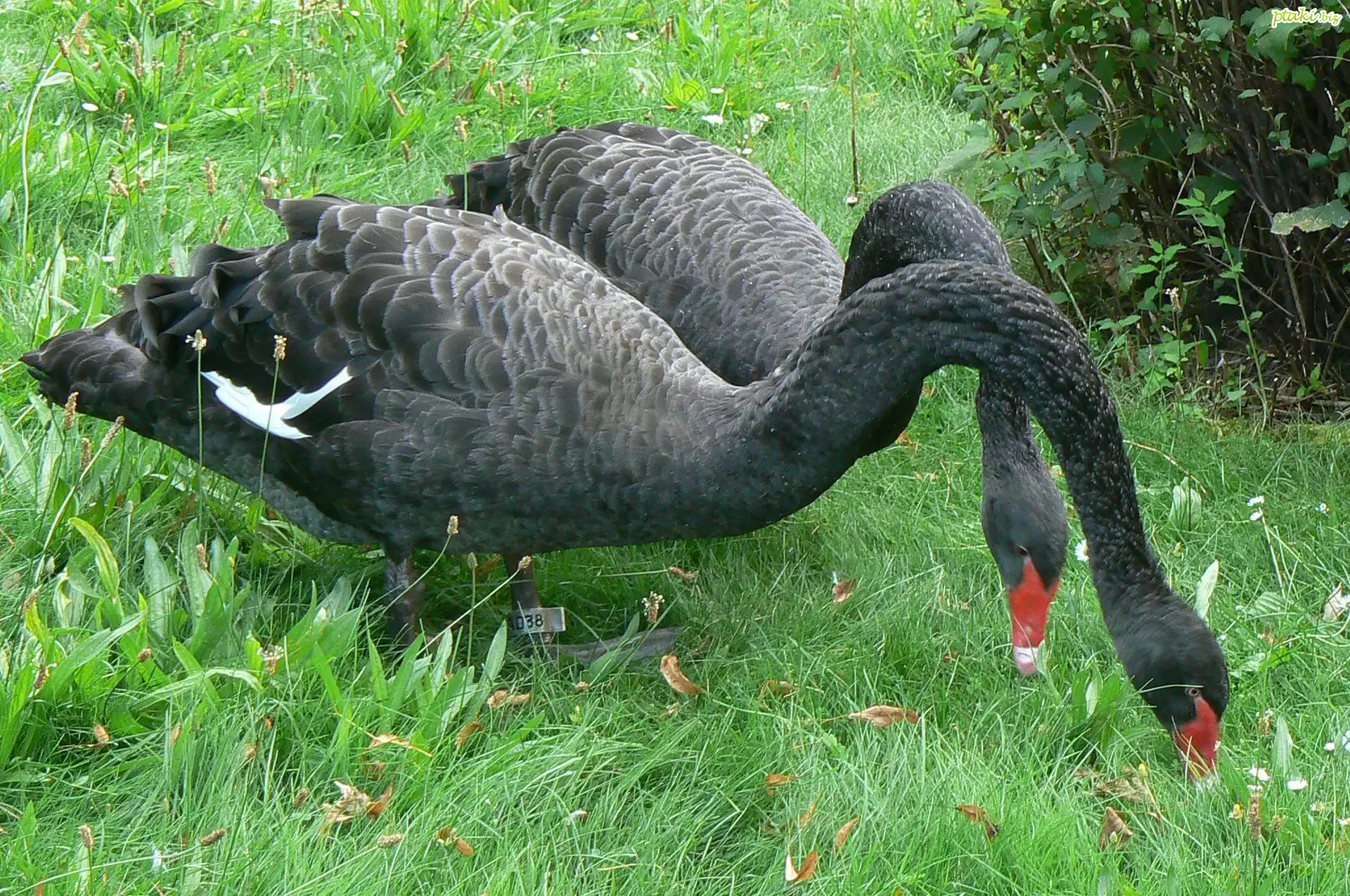 Czarne, Łabędzie, Trawa
