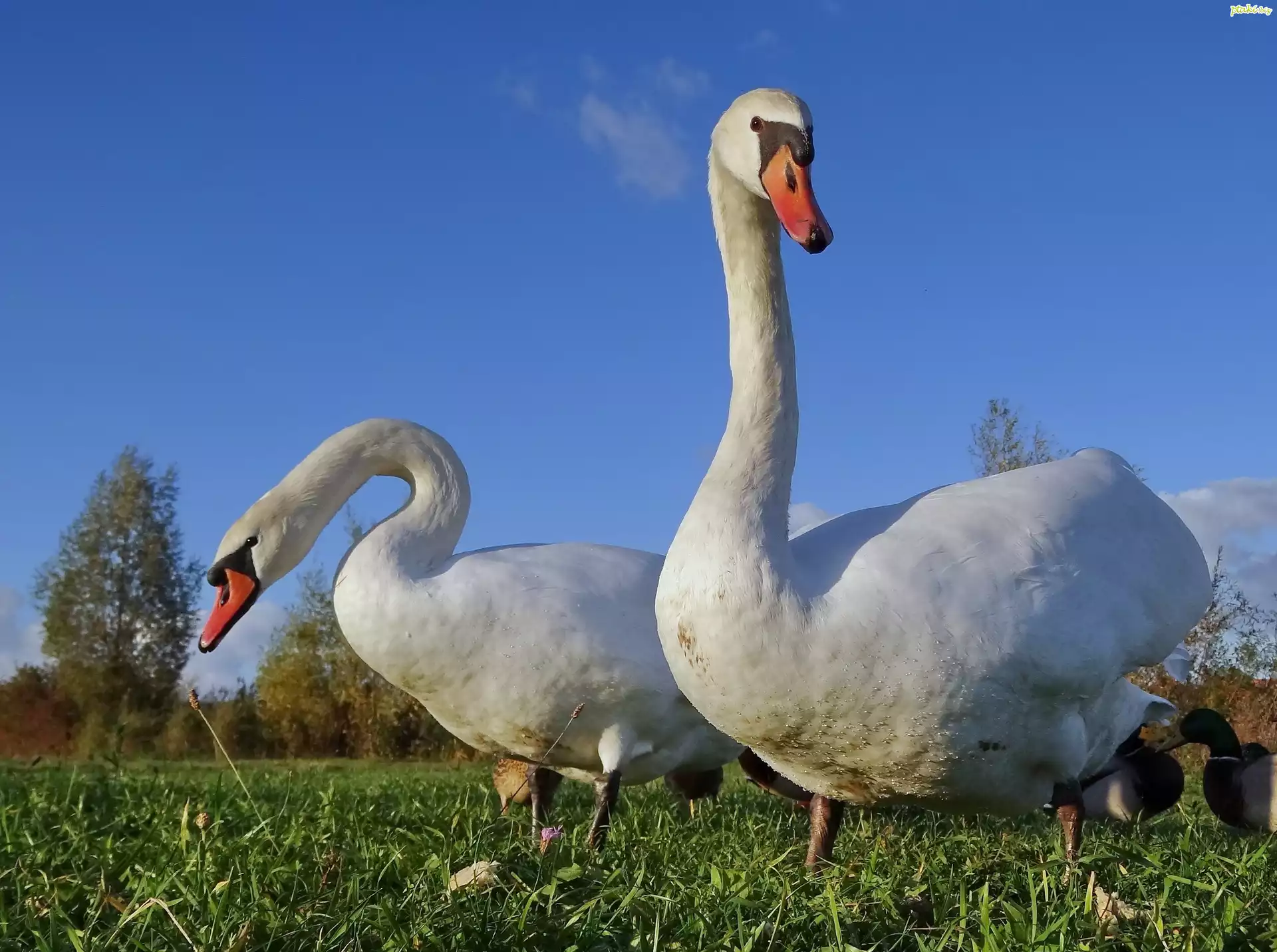Dwa, Łabędzie, Trawa