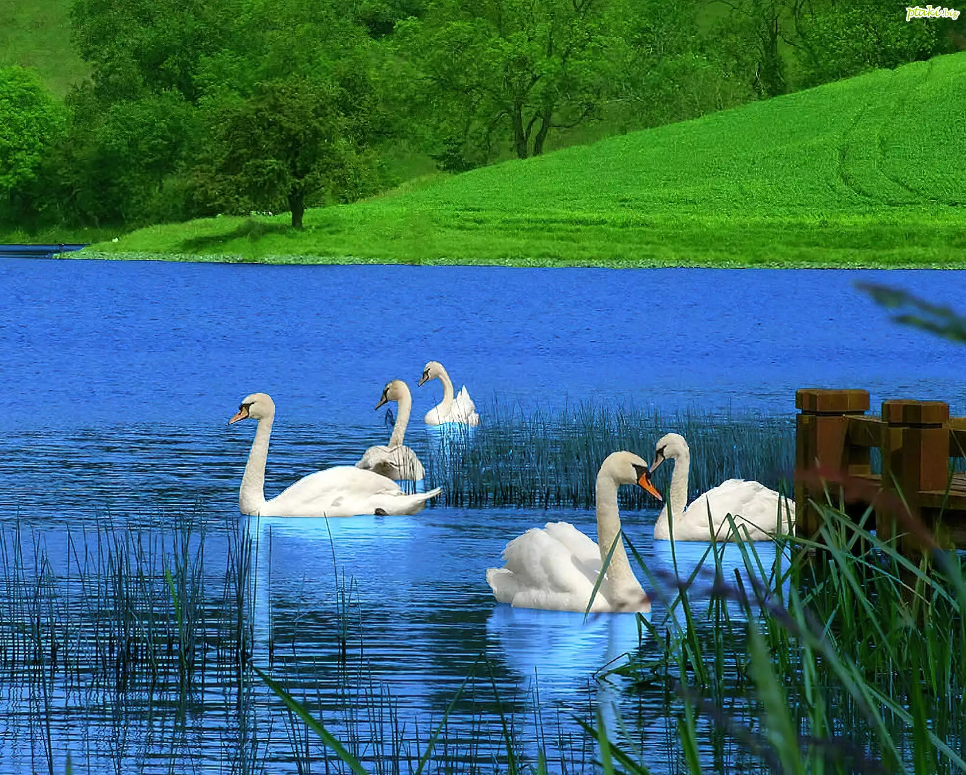 Jezioro, Łabędzie, Łąka