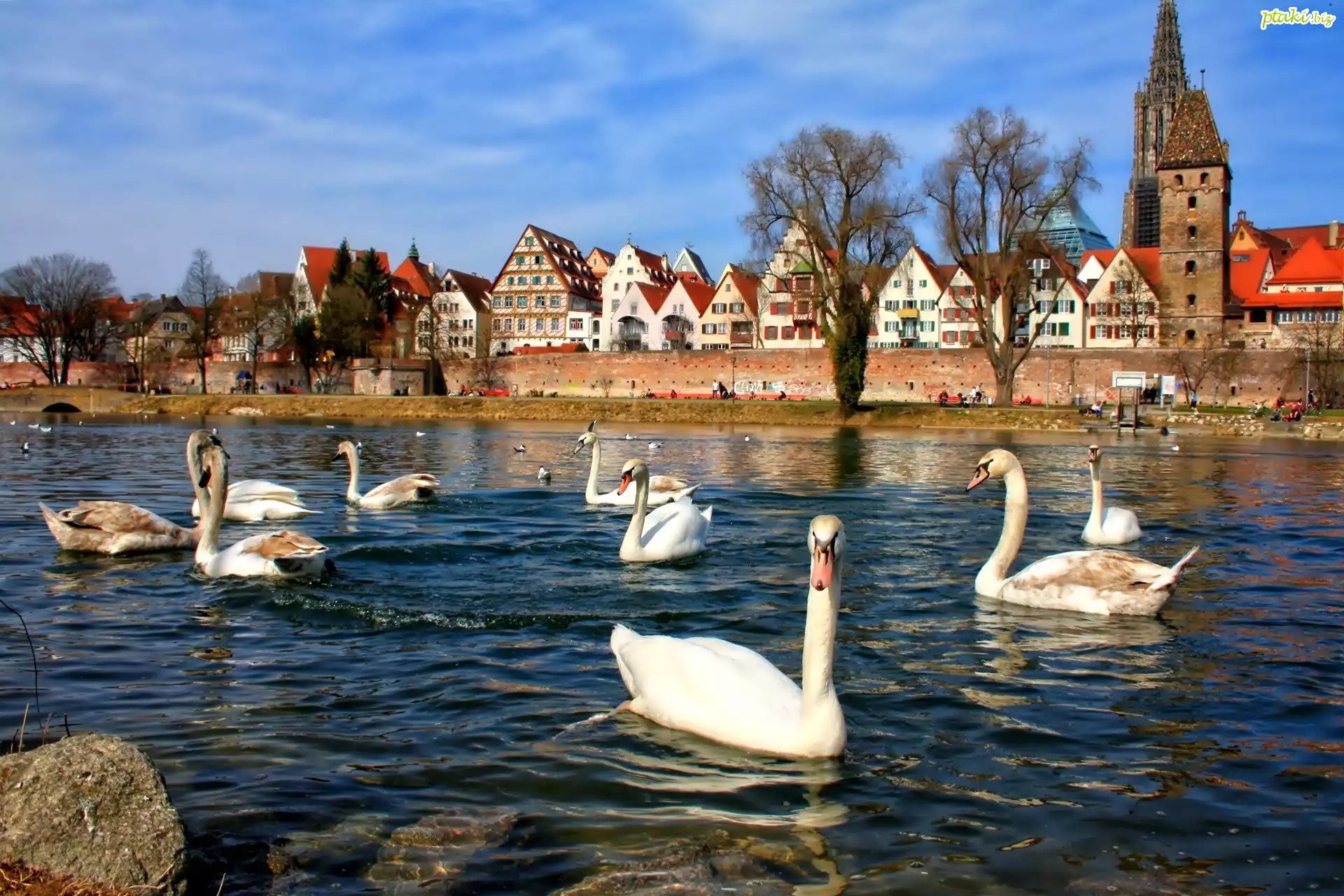 Rzeka, Łabędzie, Domy