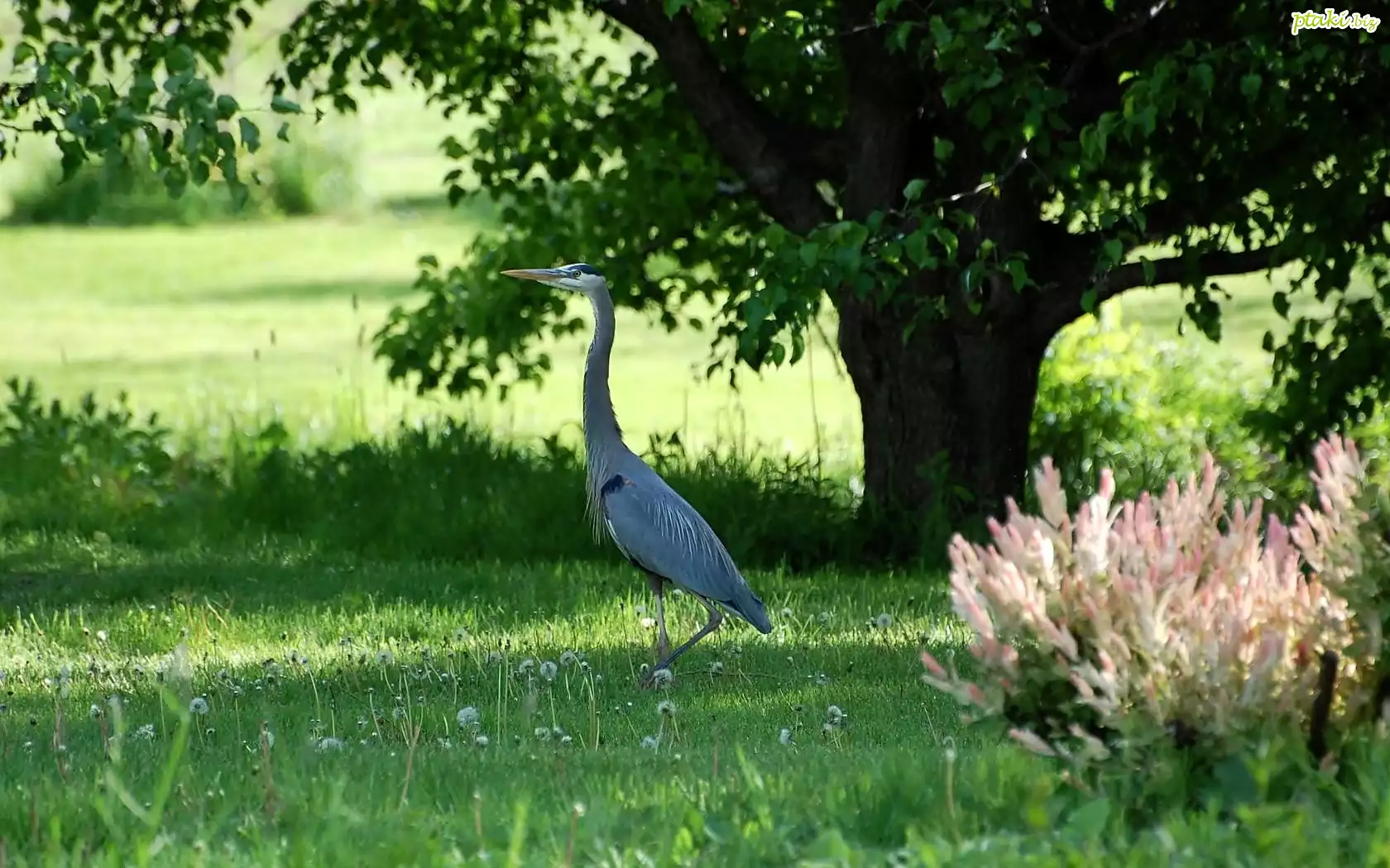 Łąka, Czapla