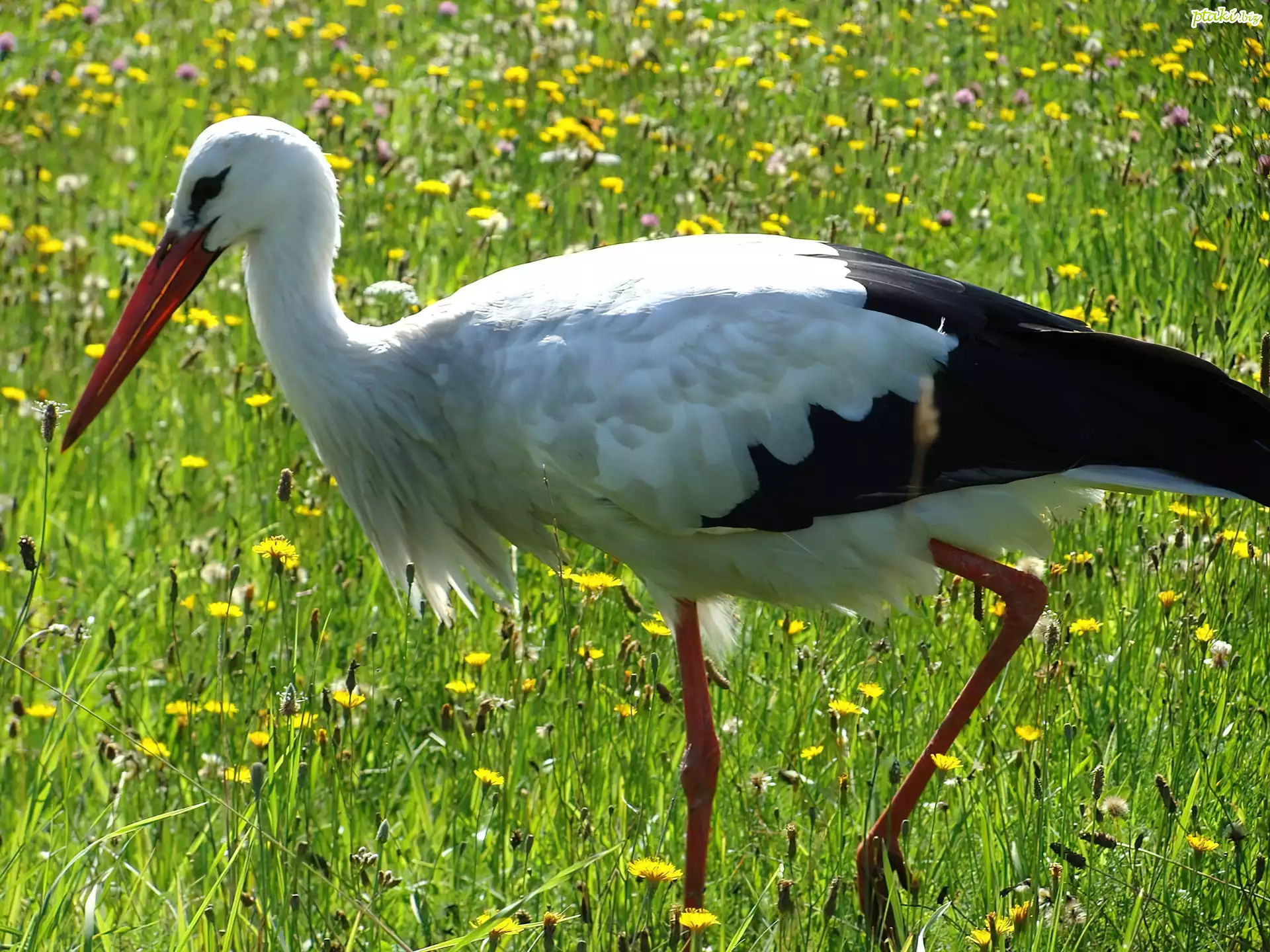 Bocian, Łąka, Kwiatki