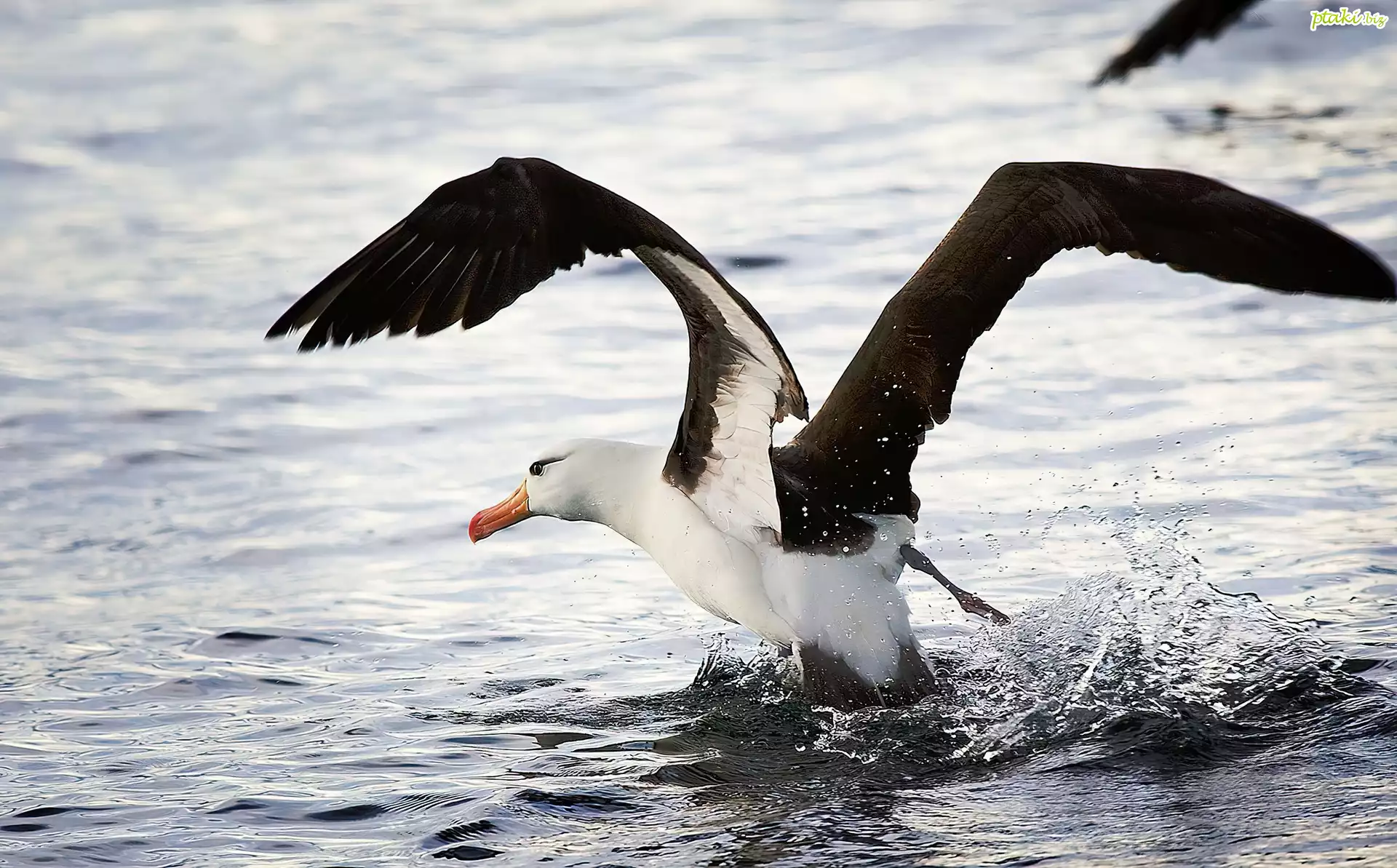 Albatros, Rozłożone, Skrzydła, Woda