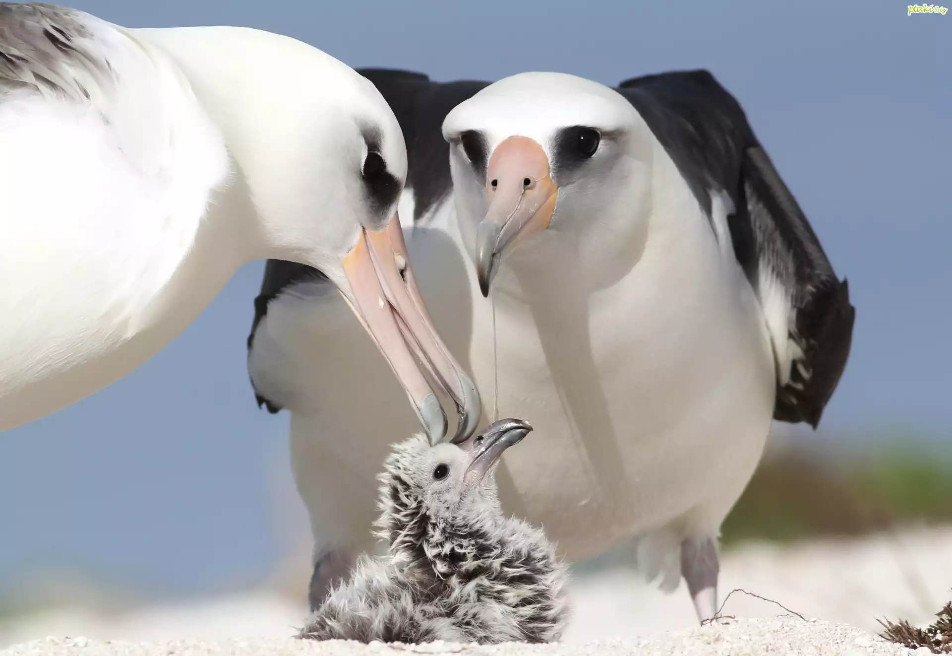 Albatrosy, Rodzinka