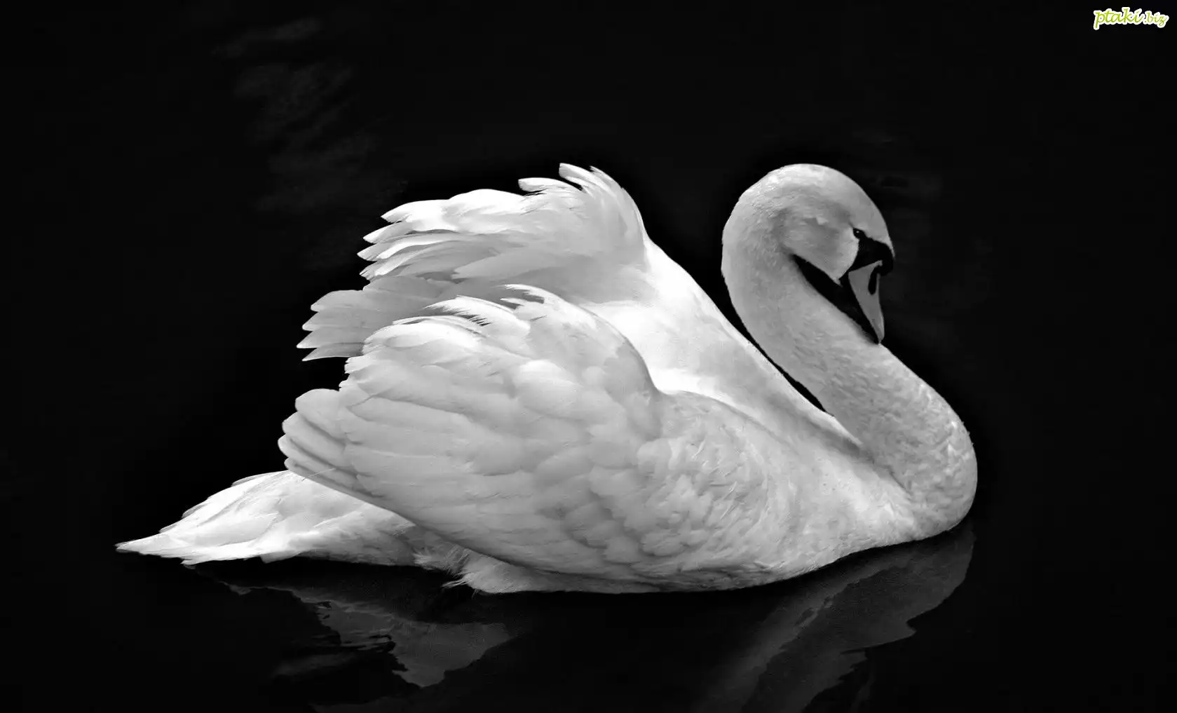 Biały, Łabędź