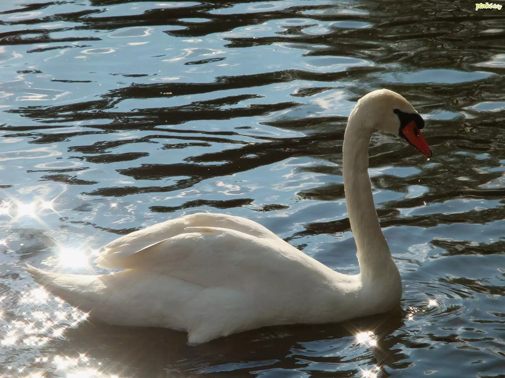 Biały, Łabędź, Woda, Refleksy, Światła