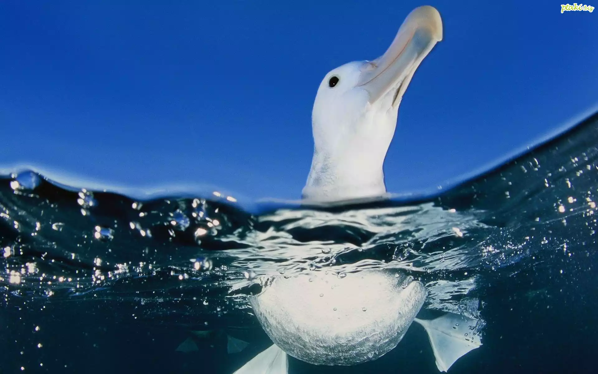 Błękitne, Niebo, Woda, Albatros