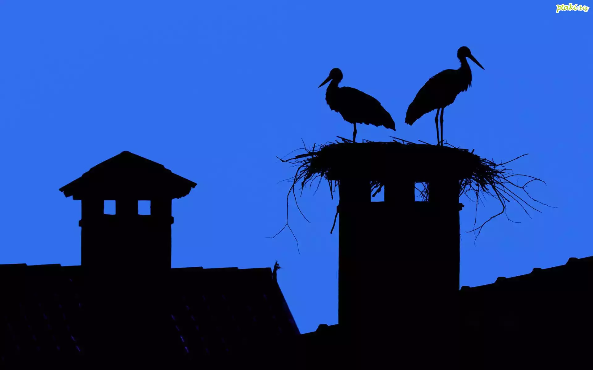 Bociany, Gniazdo, Domy, Noc