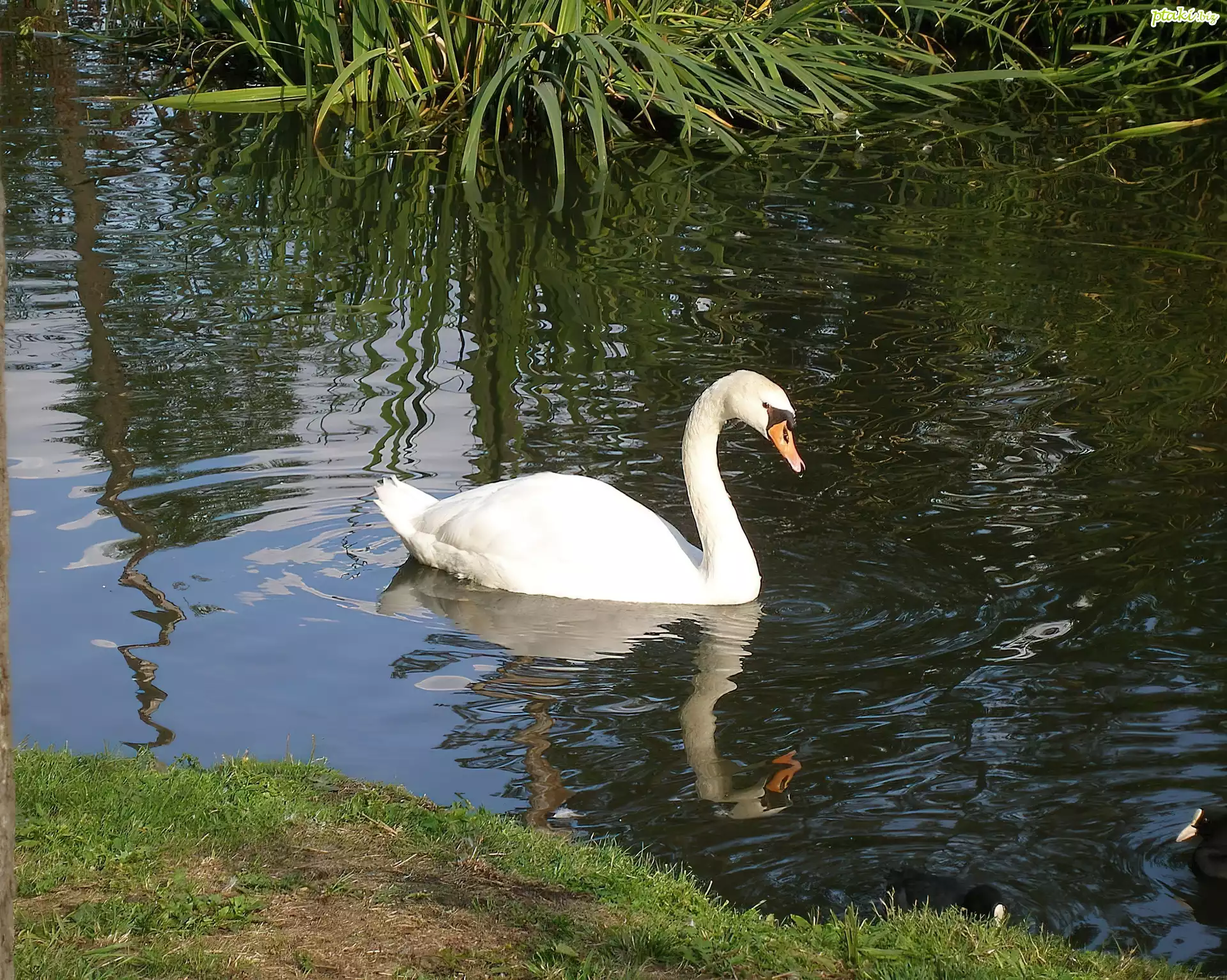 Cygnus