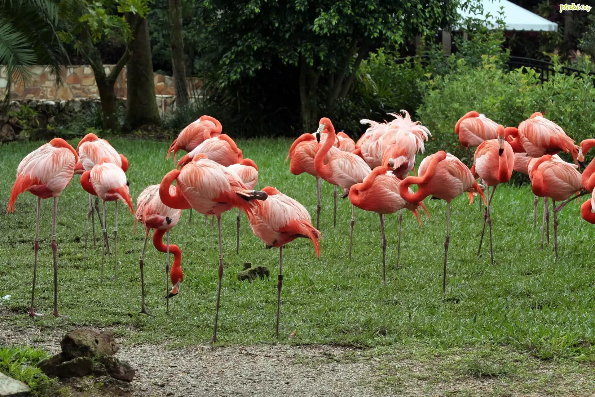 Flamingi, Drzewa, Trawa