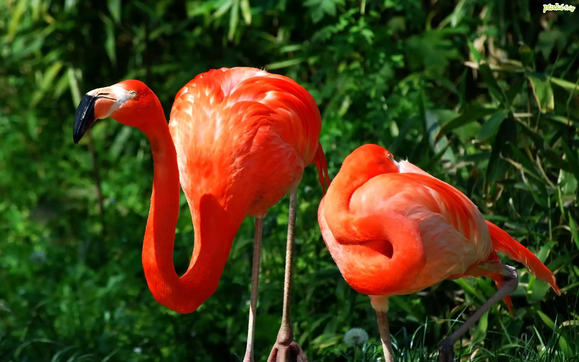 Dwa, Flamingi