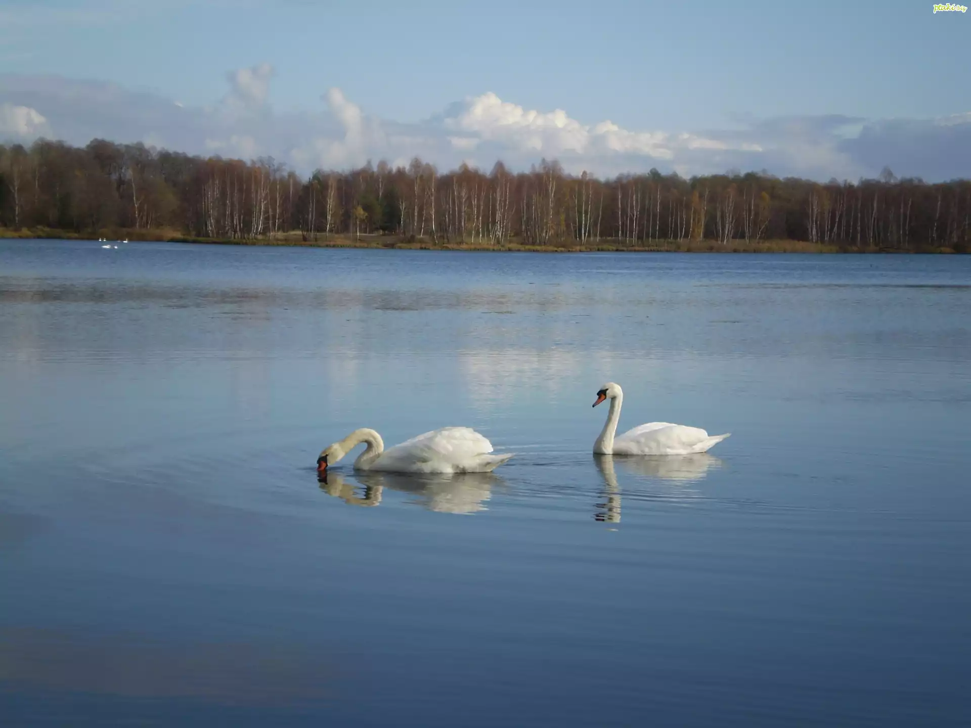 Dwa, Łabędzie nieme, Jezioro, Drzewa