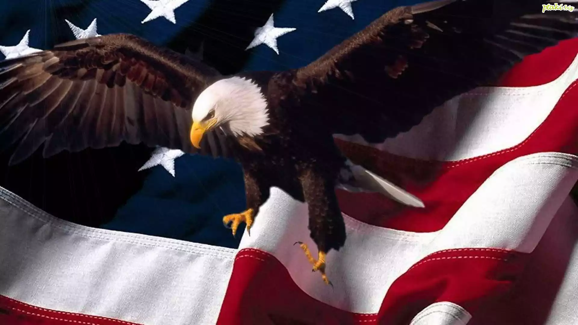 Flaga, USA, Bielik amerykański