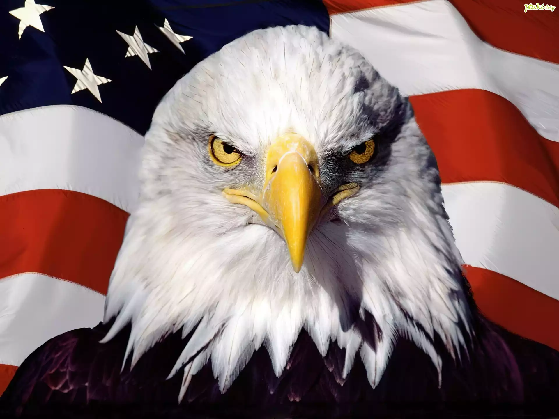 Flaga, Stanów Zjednoczonych, Bielik amerykański