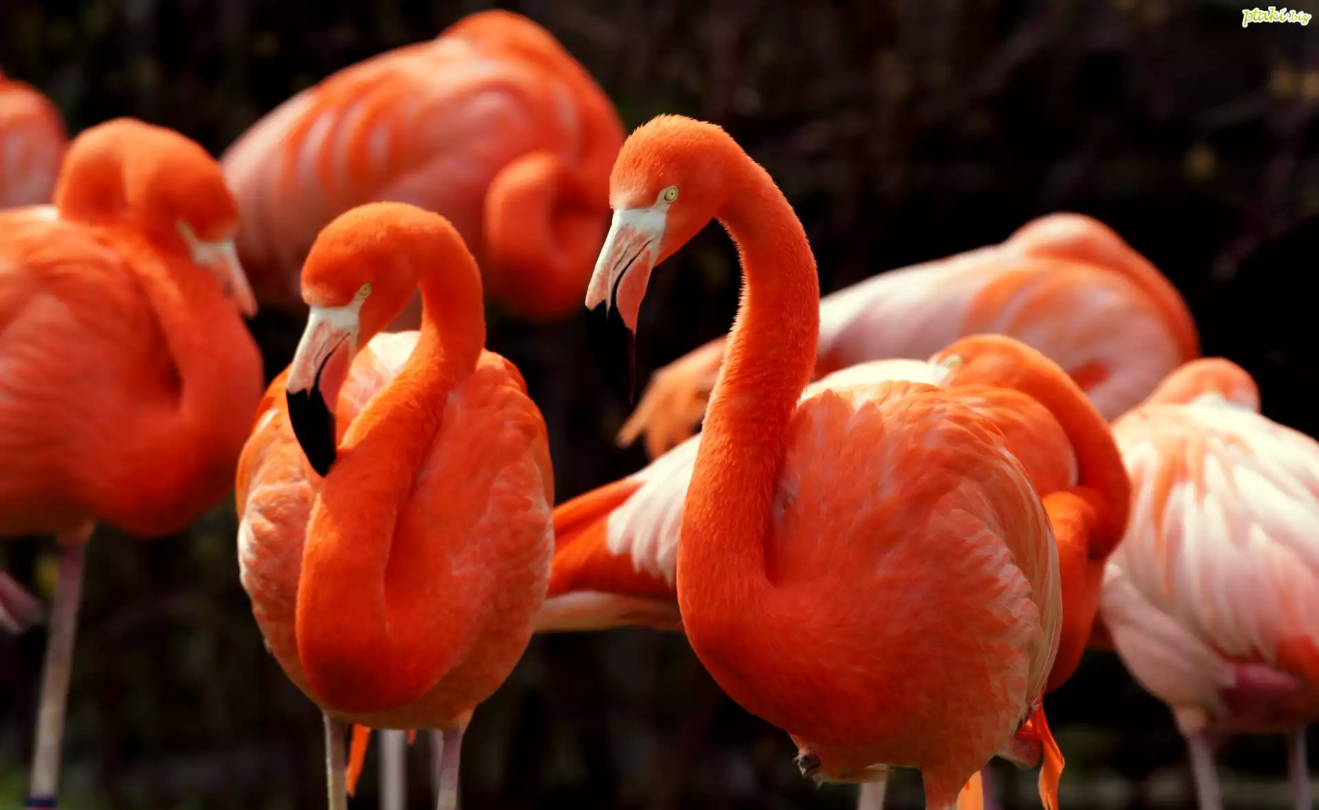 Flamingi