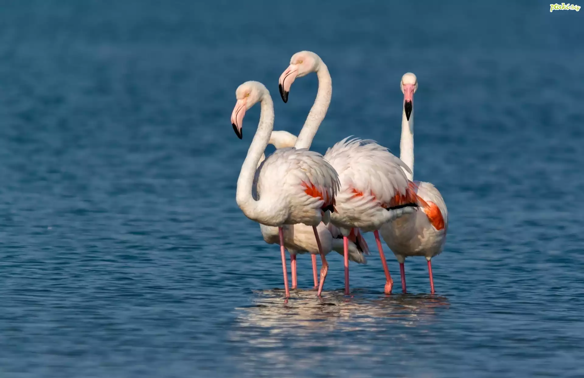 Flamingi, Woda
