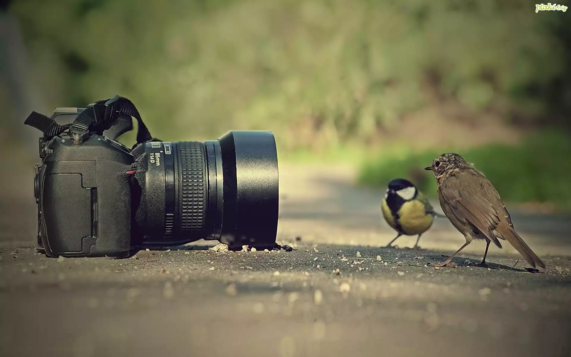 Aparat, Fotograficzny, Ptaki