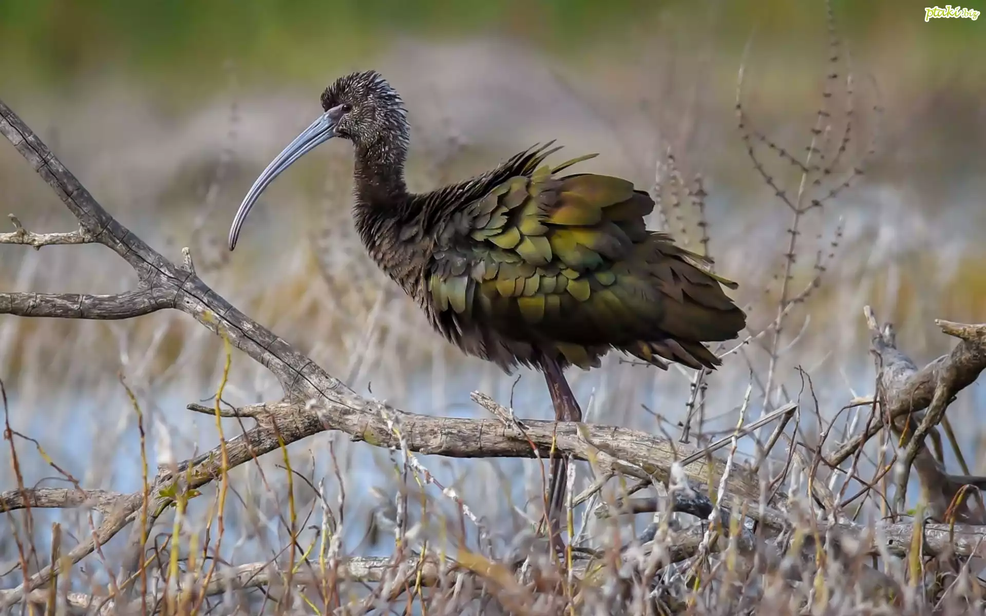 Ibis, Gałęzie, Woda