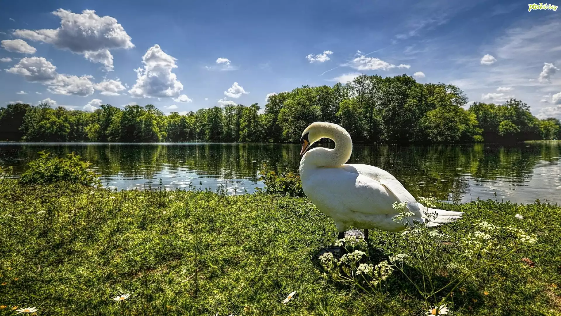 Łabędź, Rzeka, Łąka, Drzewa, Trawa