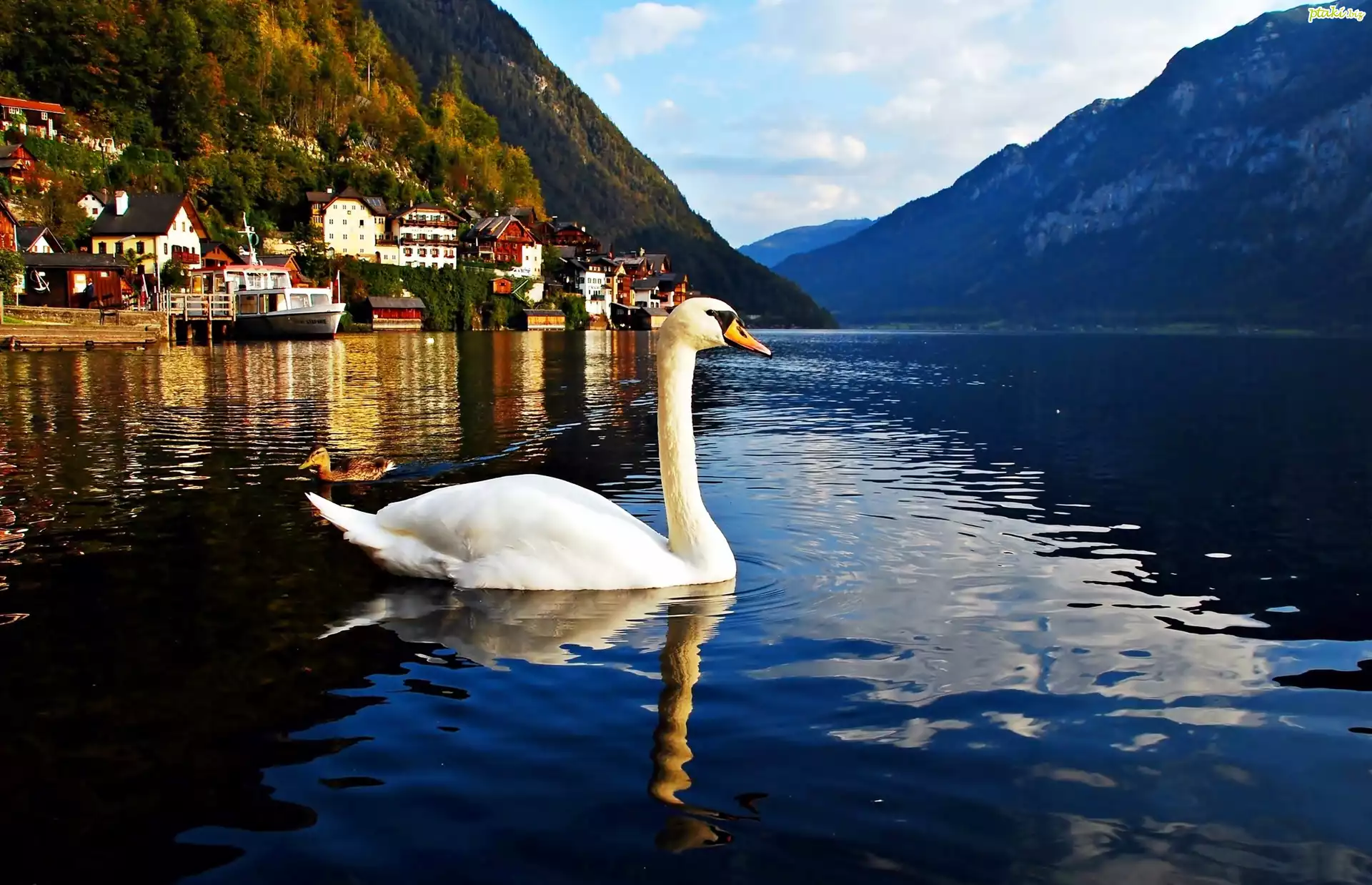 Góry, Jezioro, Łabędź, Hallstatt, Austria