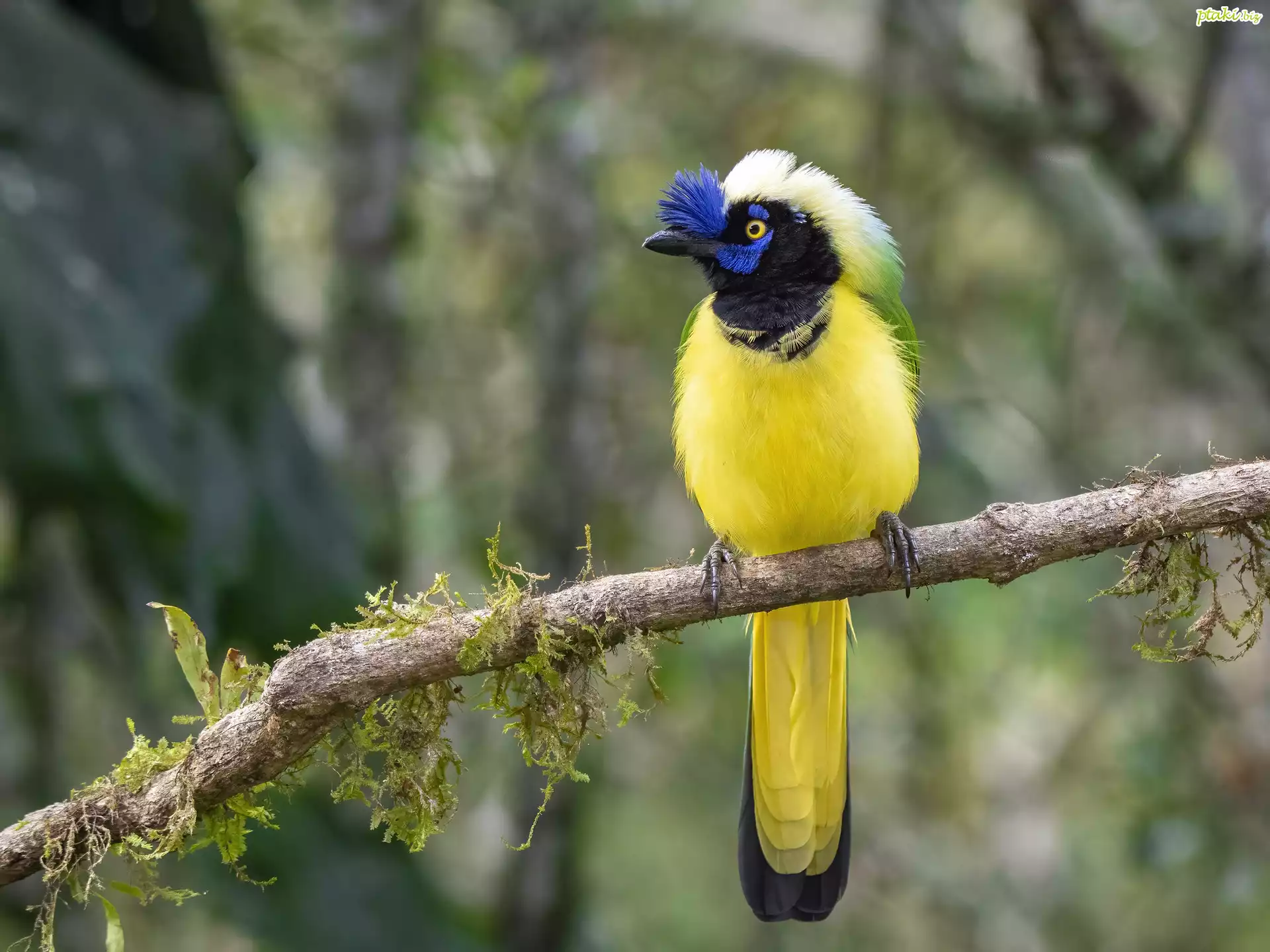 Modrowronka zielona, Inca Jay, Ptak, Gałąź