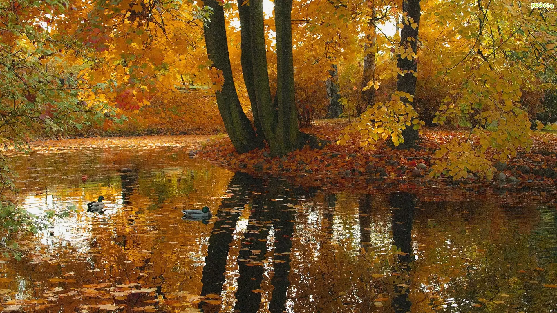 Jesień, Odbicie, Drzewa, Kaczki, Staw