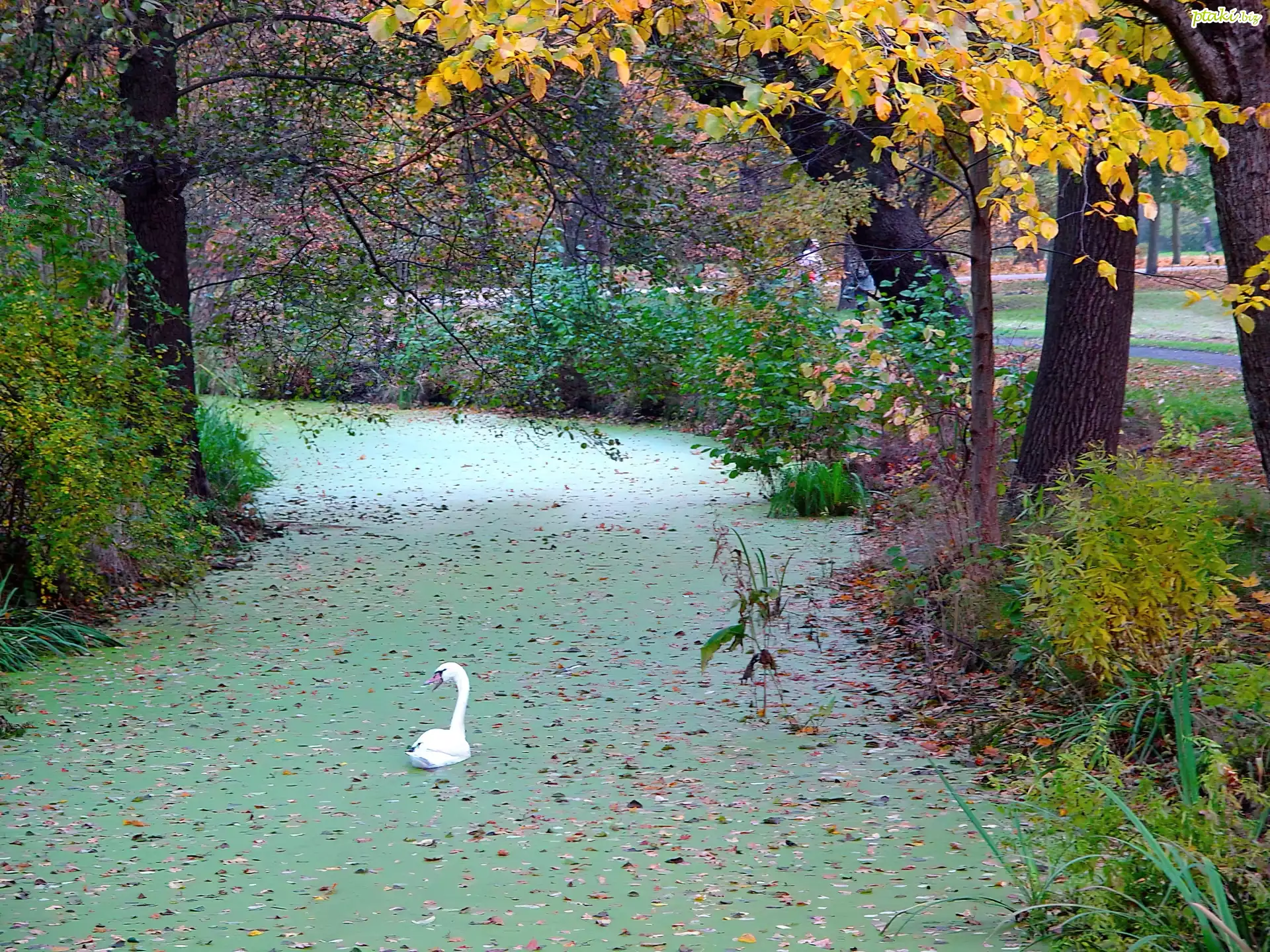 Jesień, Park, Staw, Łabędź