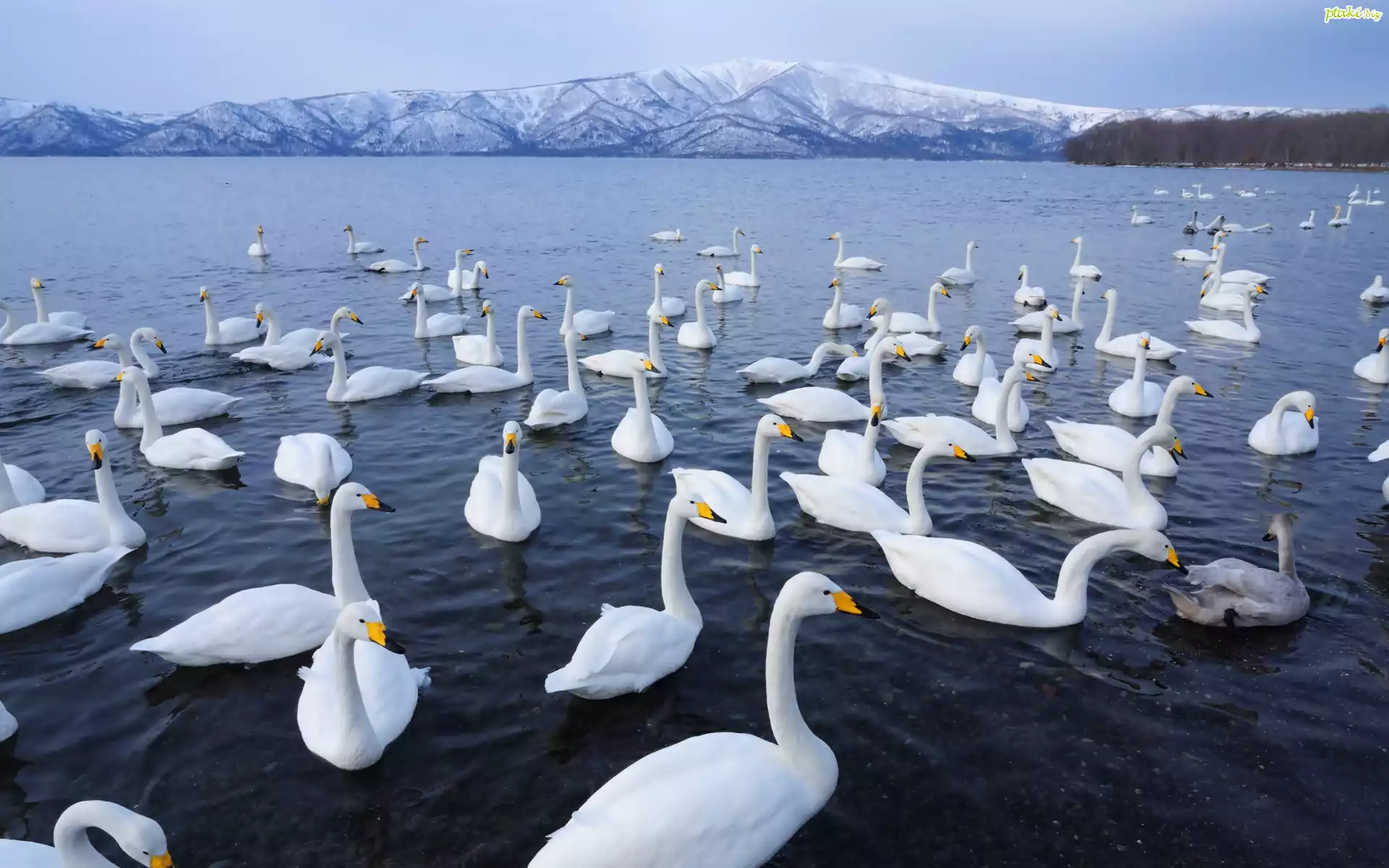 Jezioro, Łabędzie