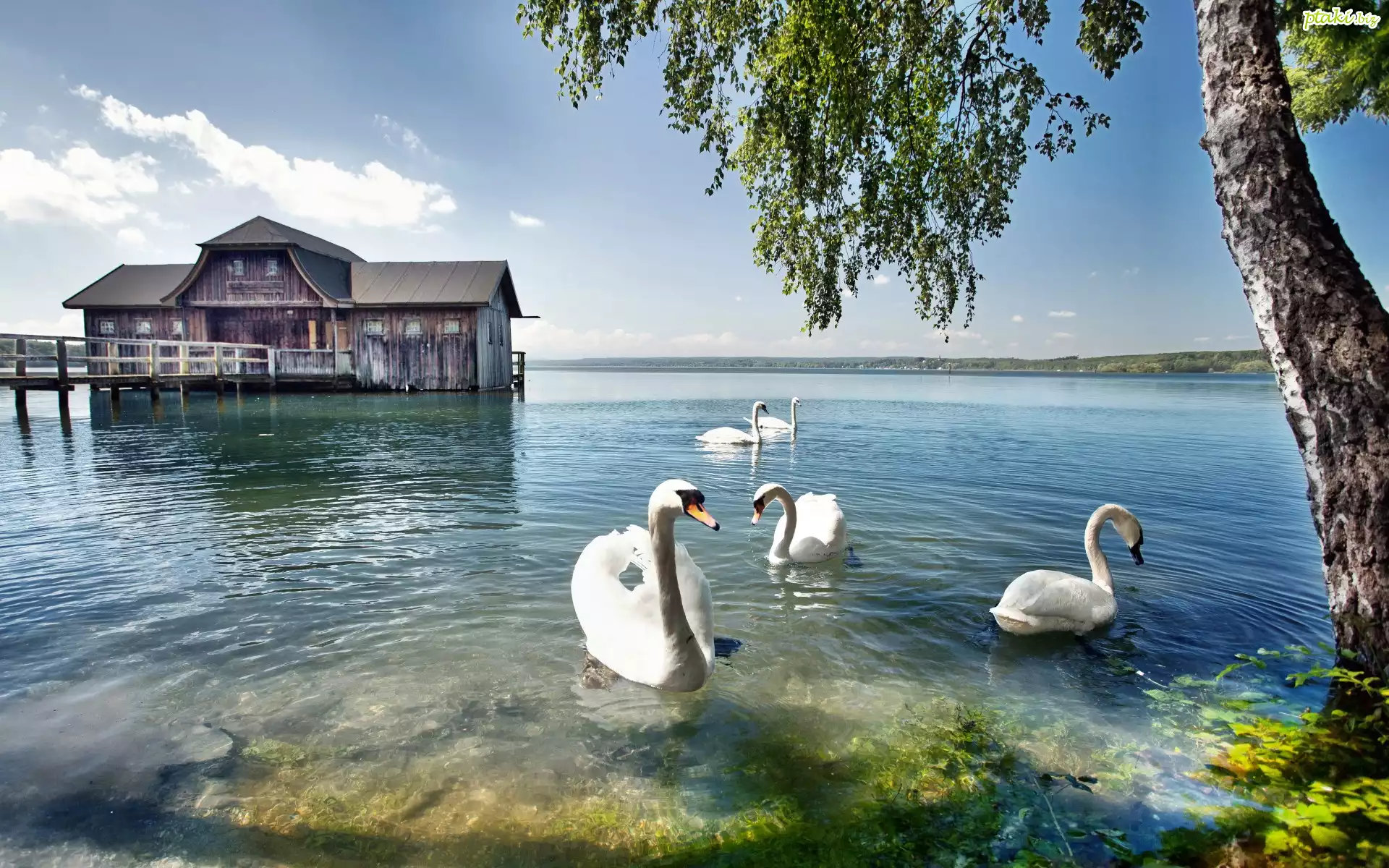Łabędzie, Jezioro, Drzewo