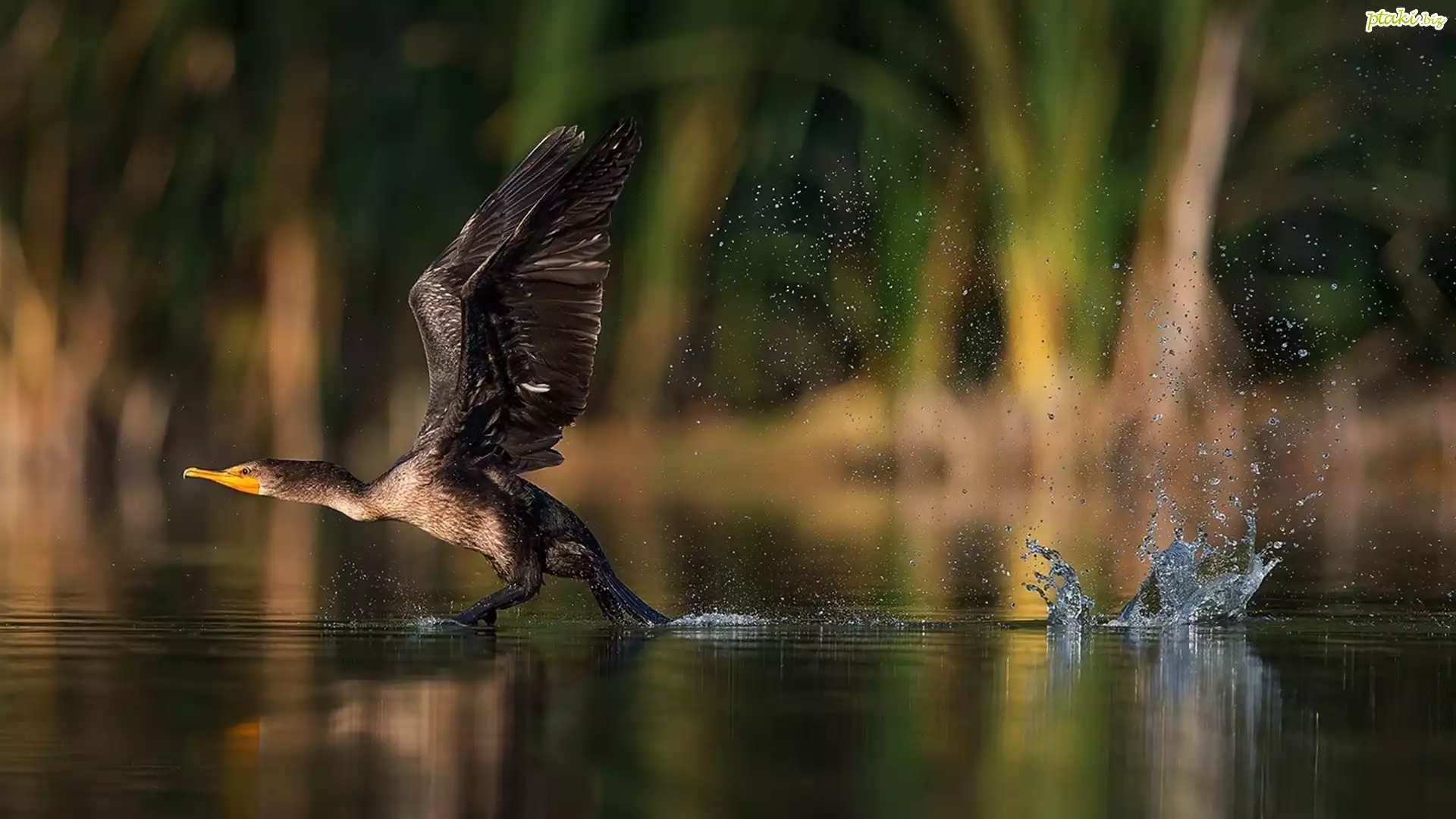 Jezioro, Kormoran