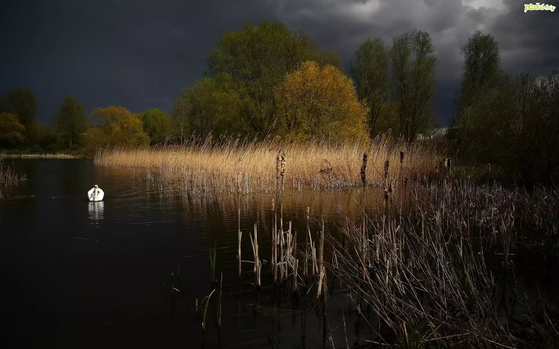 Jezioro, Szuwary, Noc, Łabędz