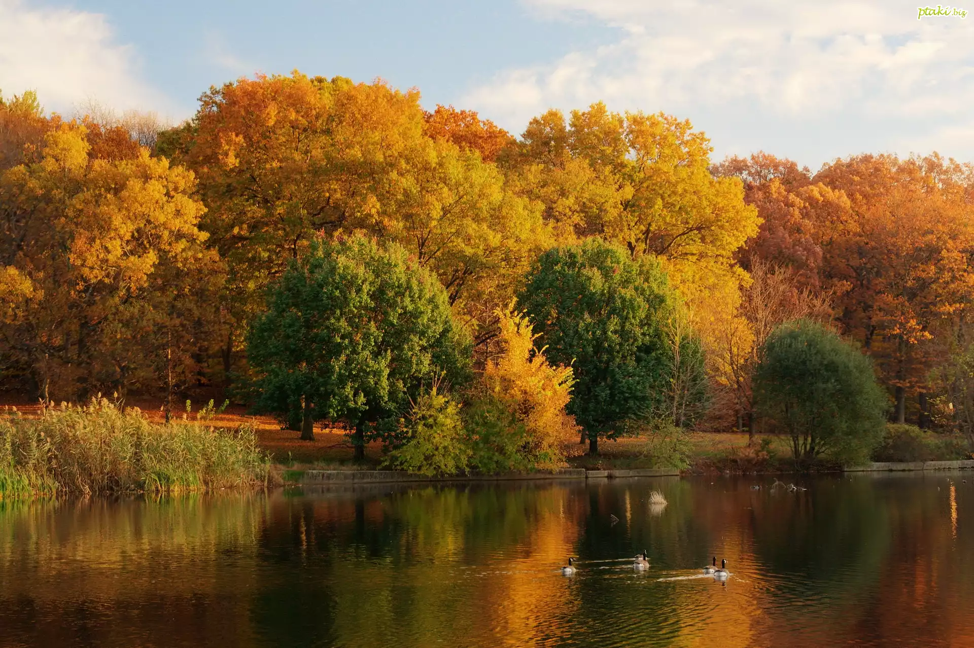 Jezioro, Kaczki, Park, Jesień