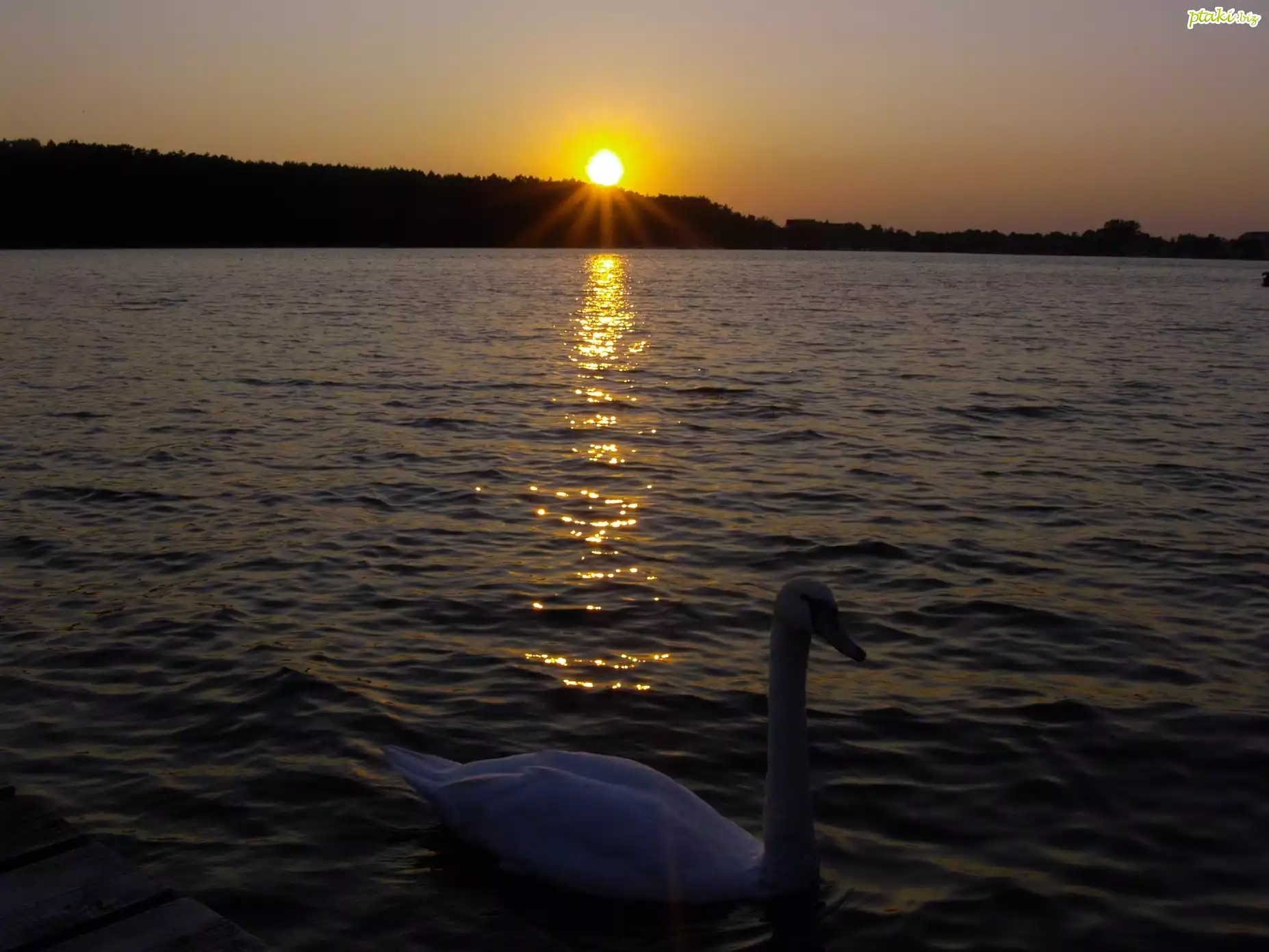 Jezioro, Łabędź, Zachód, Słońca