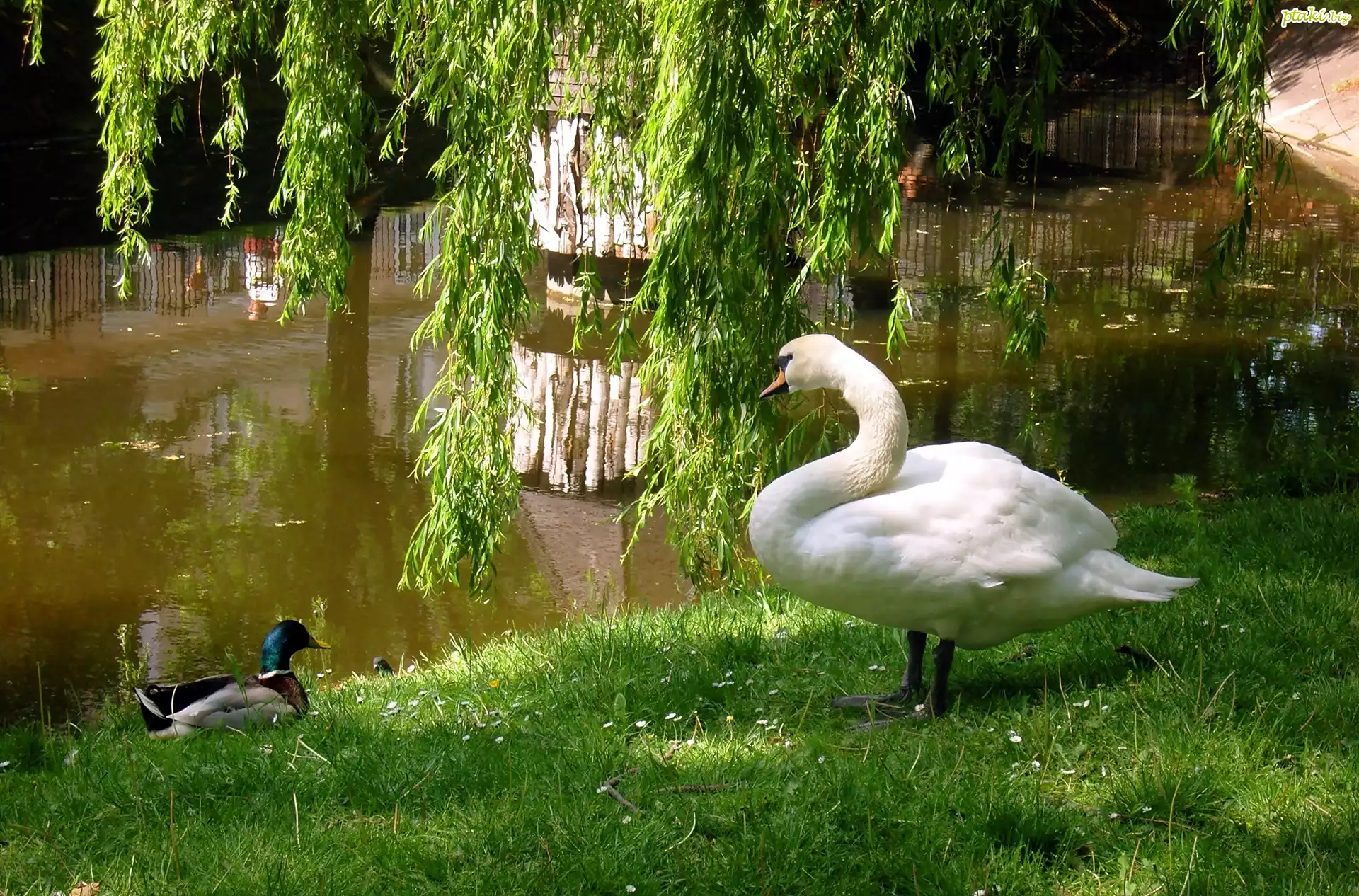 Łabędź, Kaczor, Jeziorko