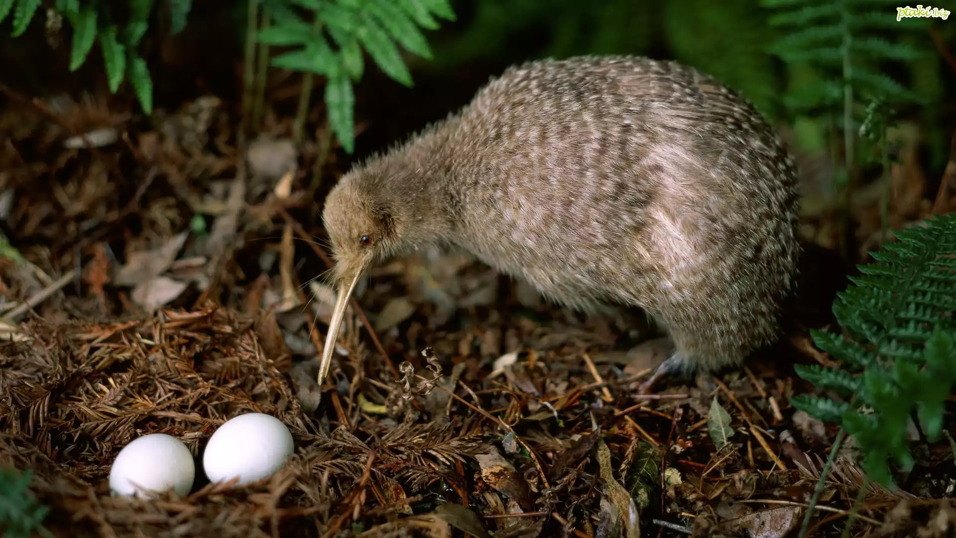 Kiwi, Ptak, Nielot, Jajka, Gniazdo