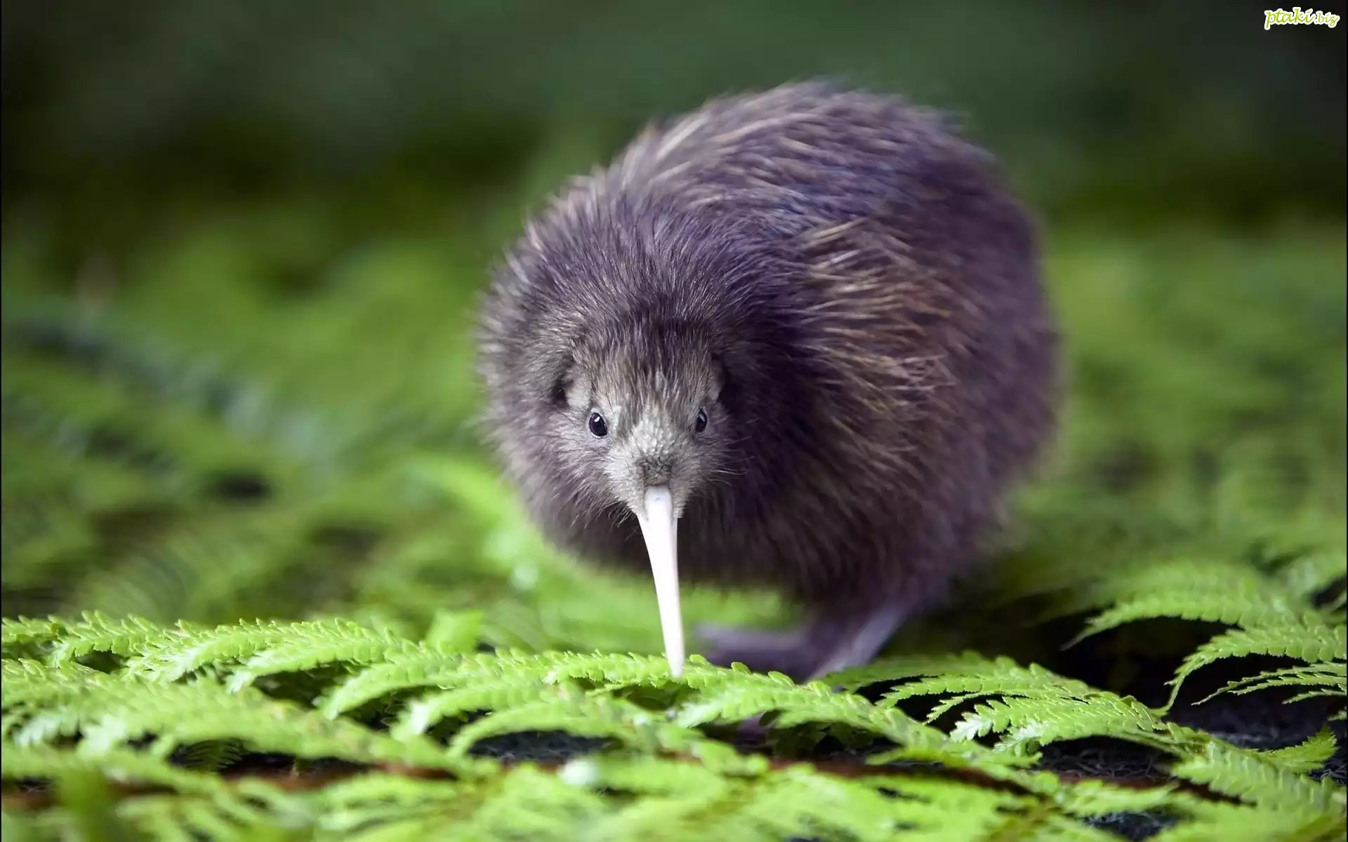 Kiwi