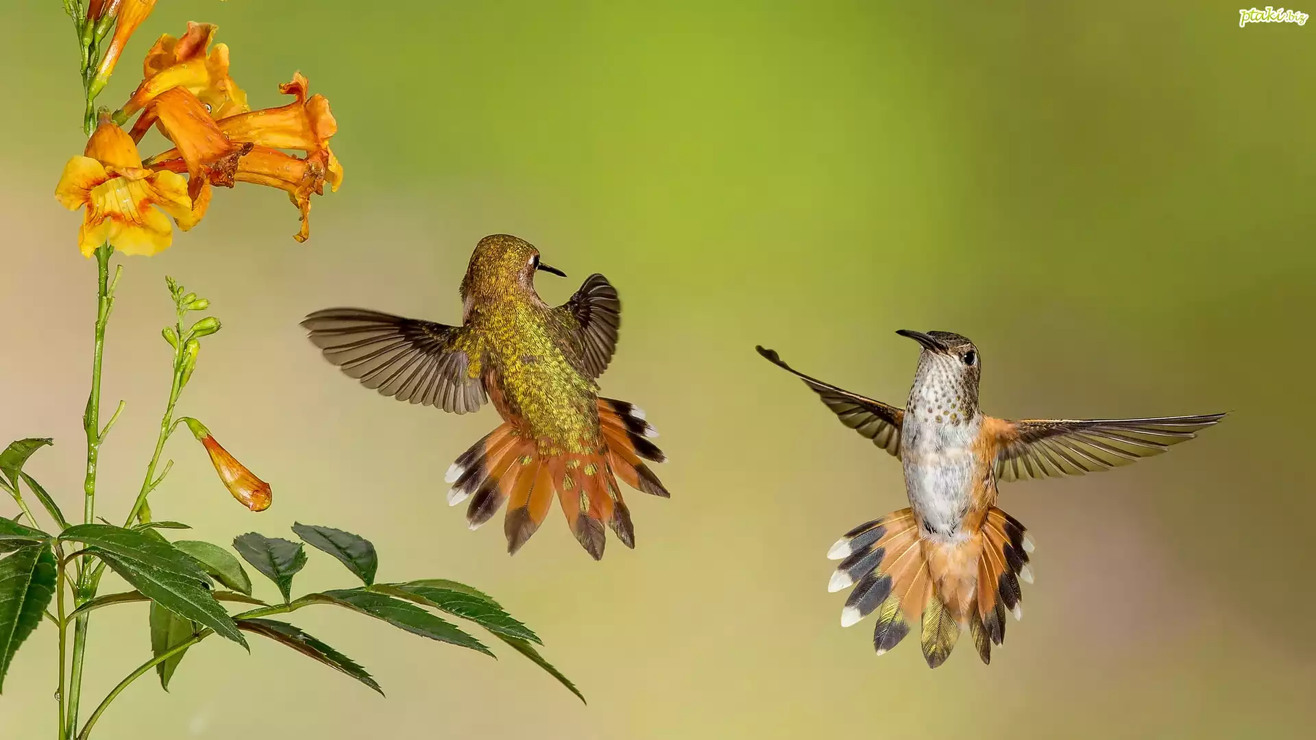 Dwa, Kolibry, Kwiaty
