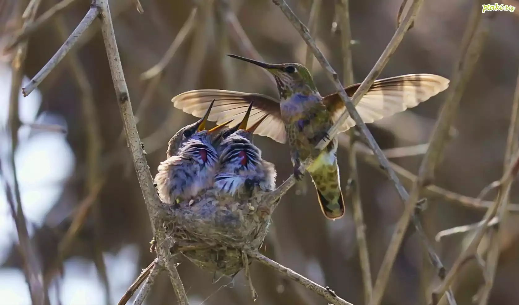 Kolibry, Gniazdo