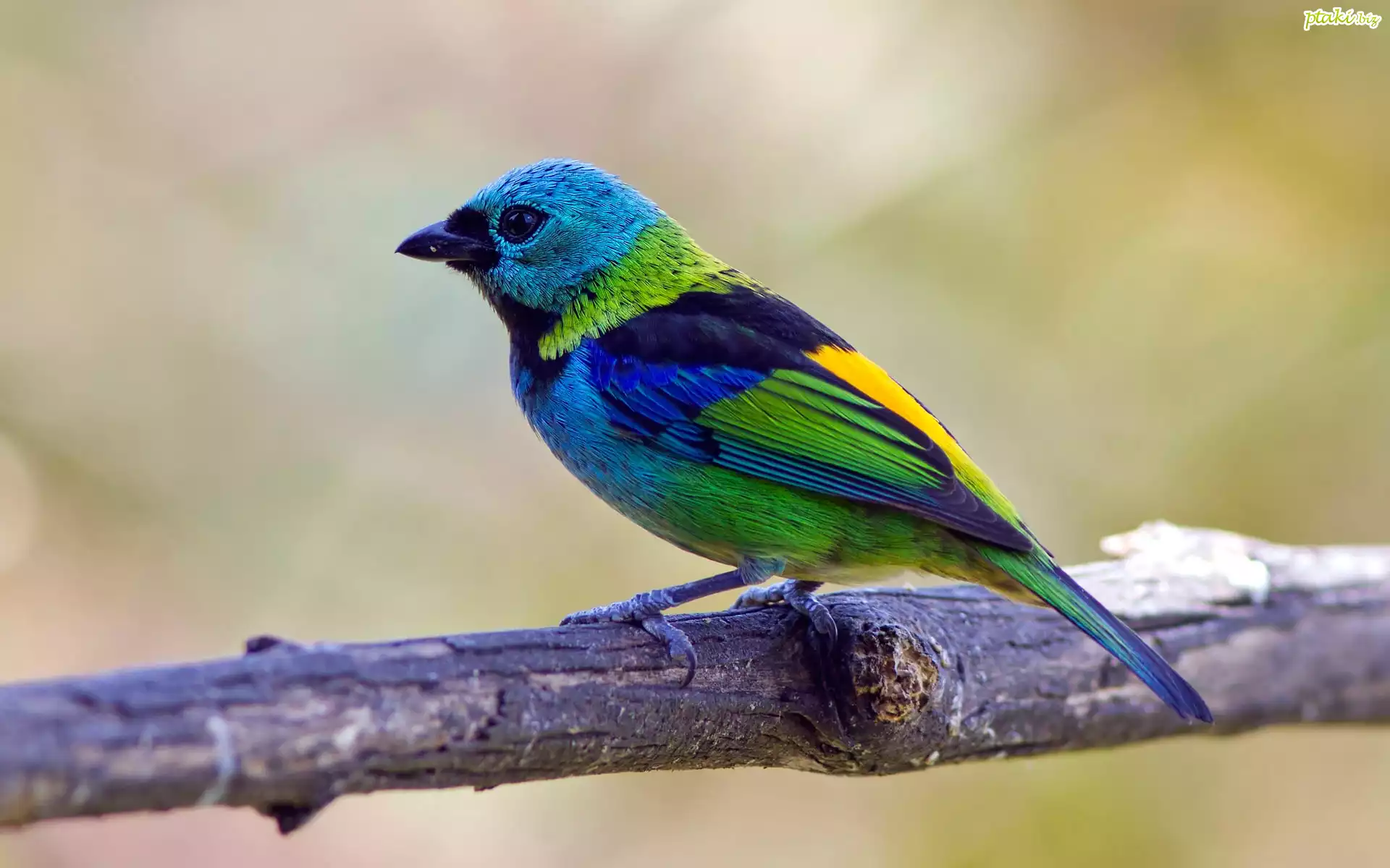 Kolorowy, Ptak, Tanager, Szkarłatny, Gałązka