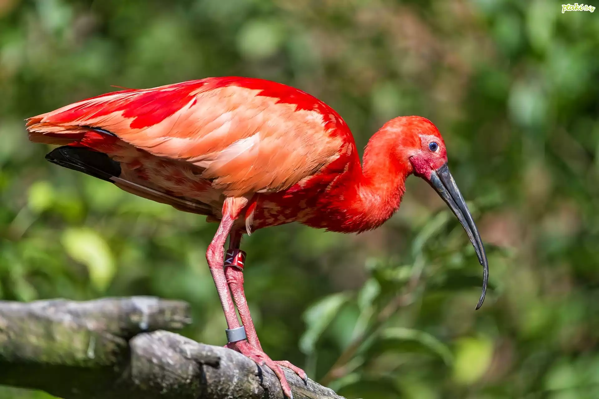 Ibis, Konar, Drzewa
