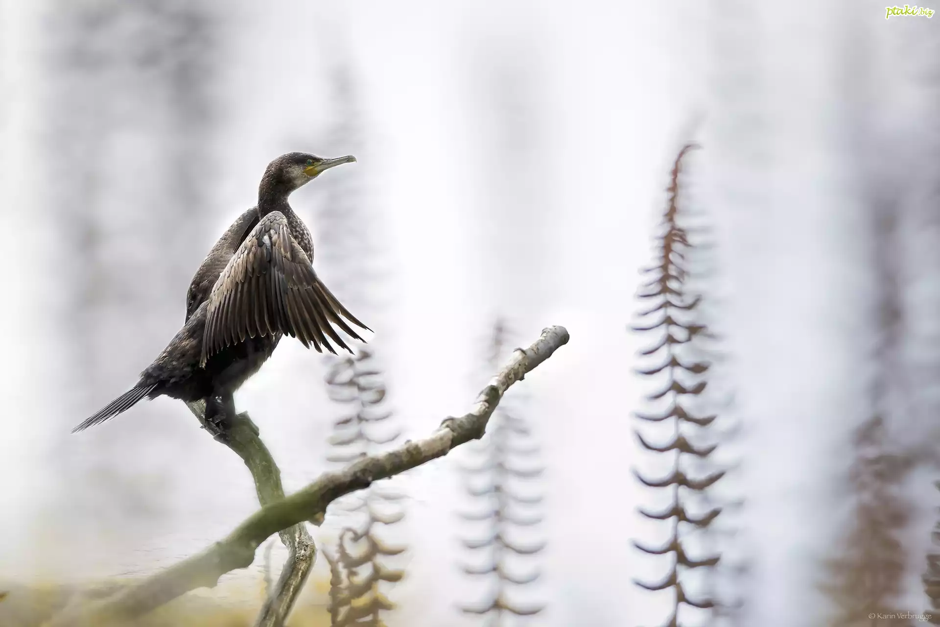 Ptak, Kormoran, Gałązki