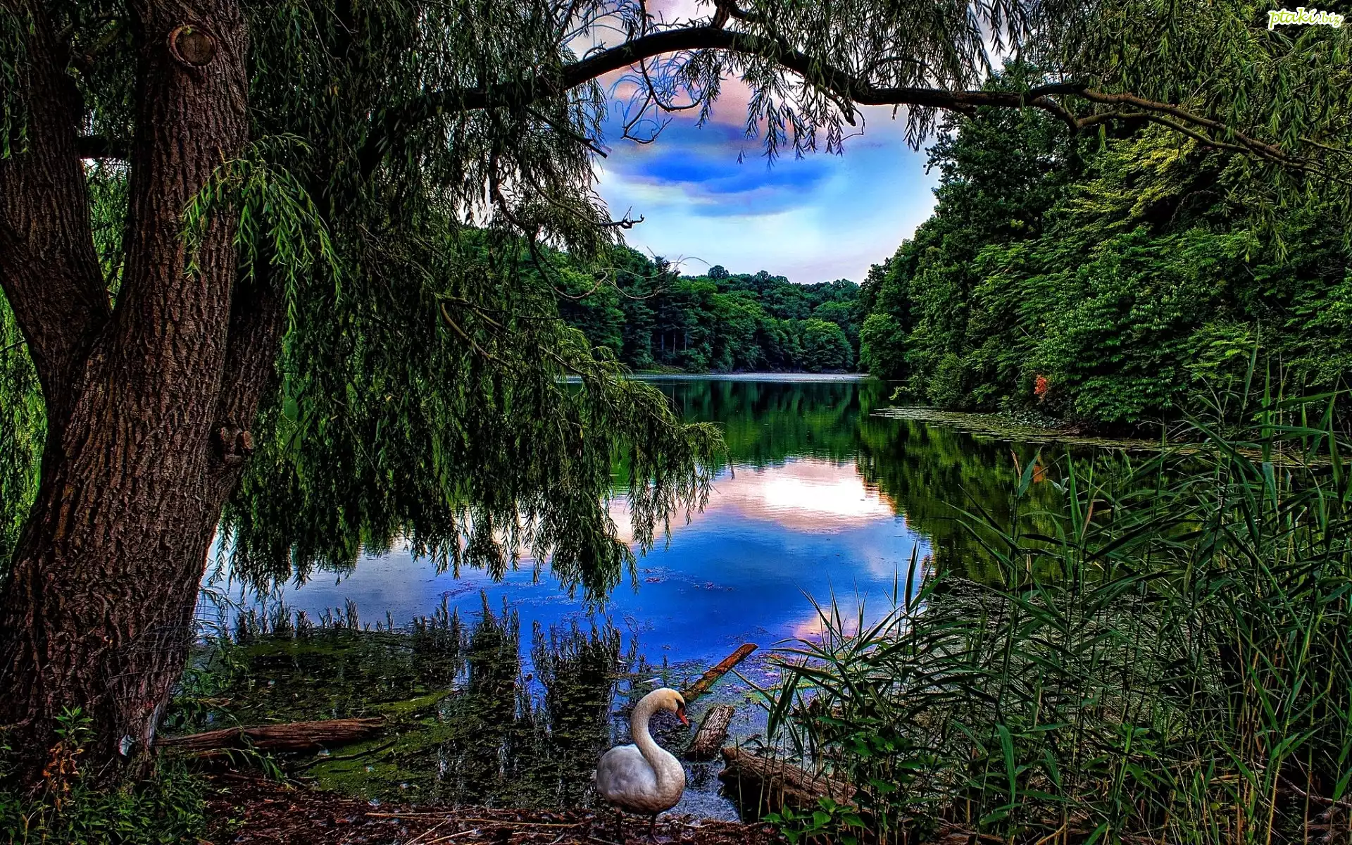 Jezioro, Lasy, Łąbędz