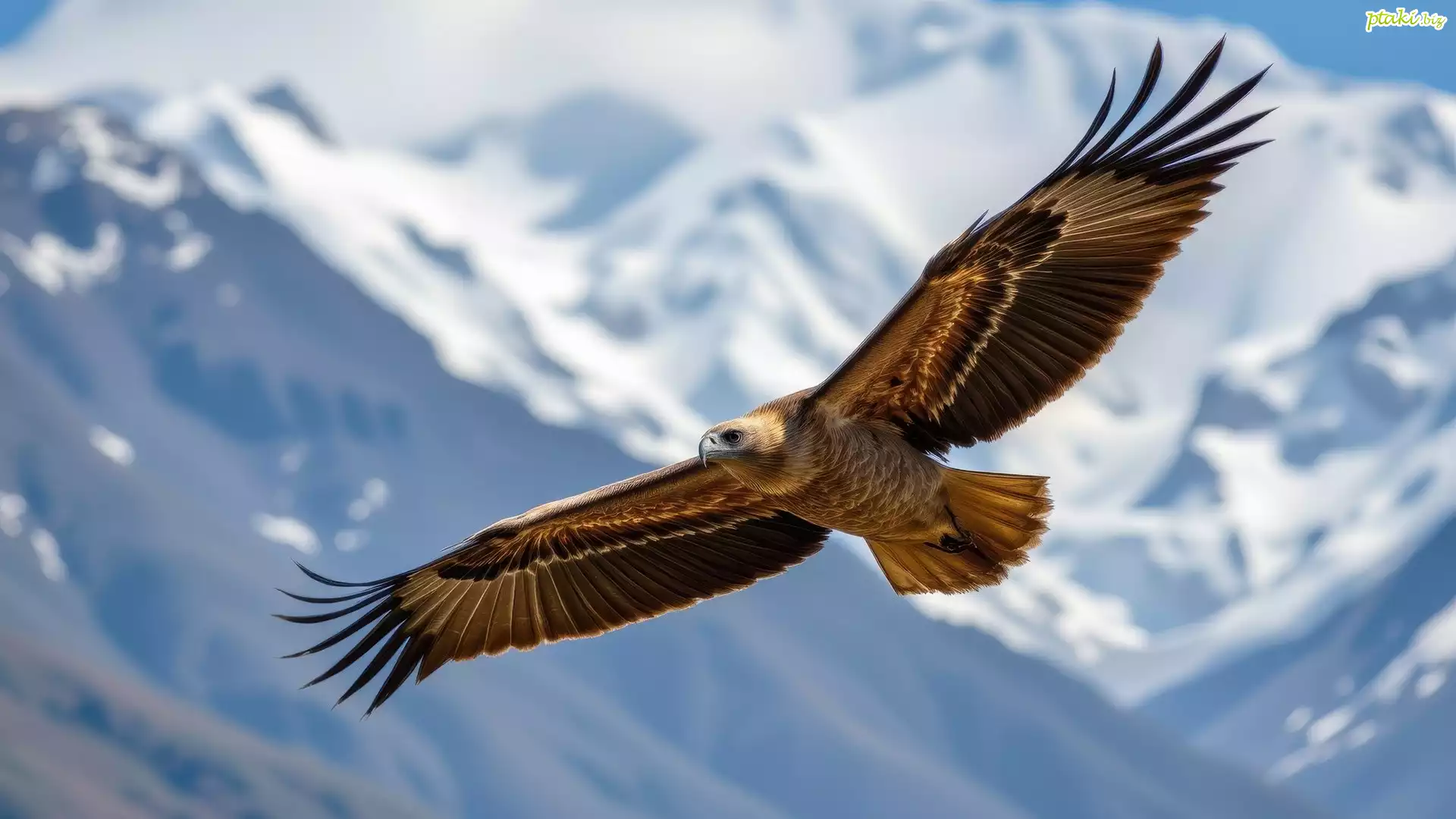 Ptak, Rozpostarte, Skrzydła, Lot