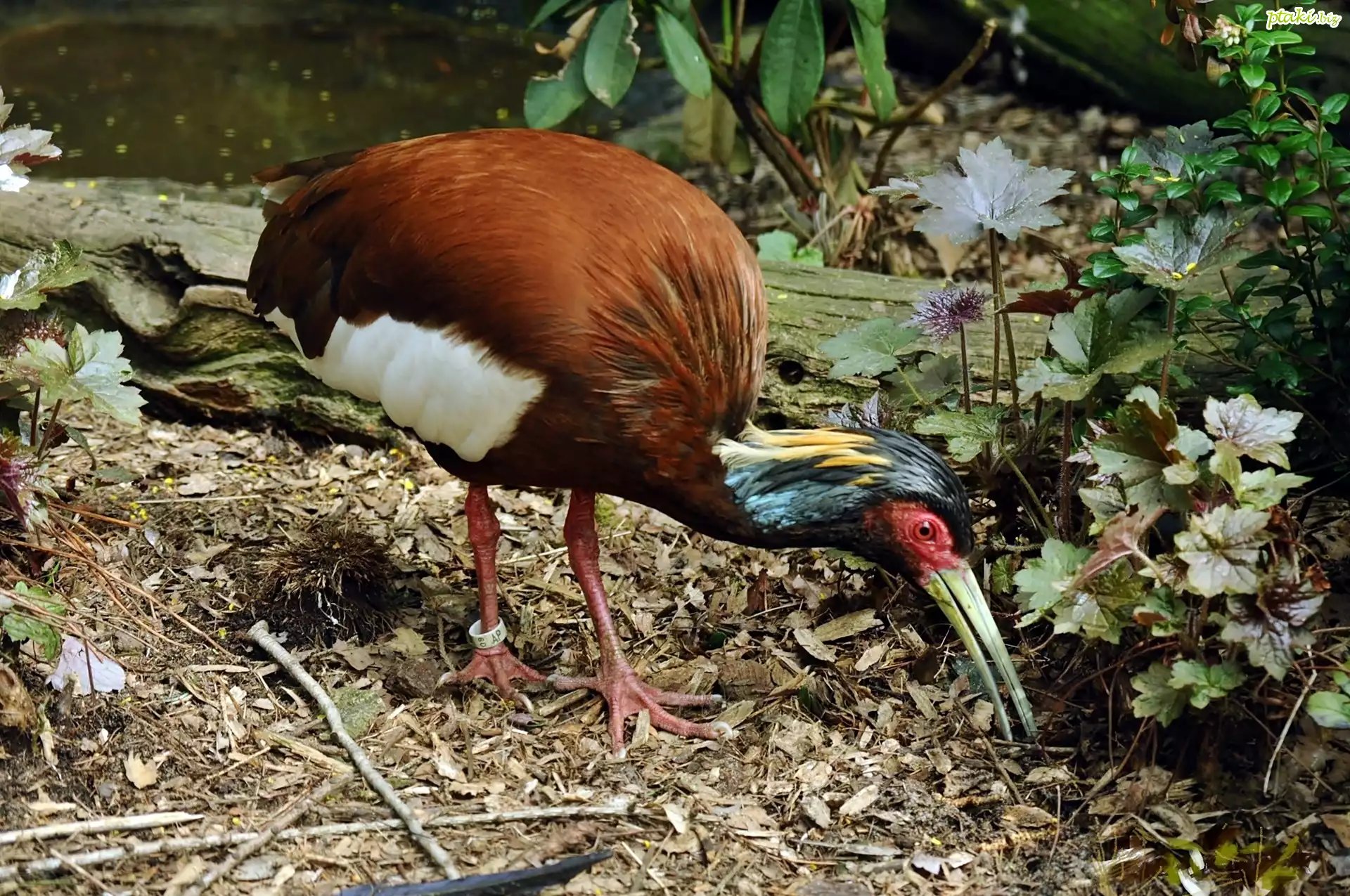 Ibis, Madagaskarski, Roślinność