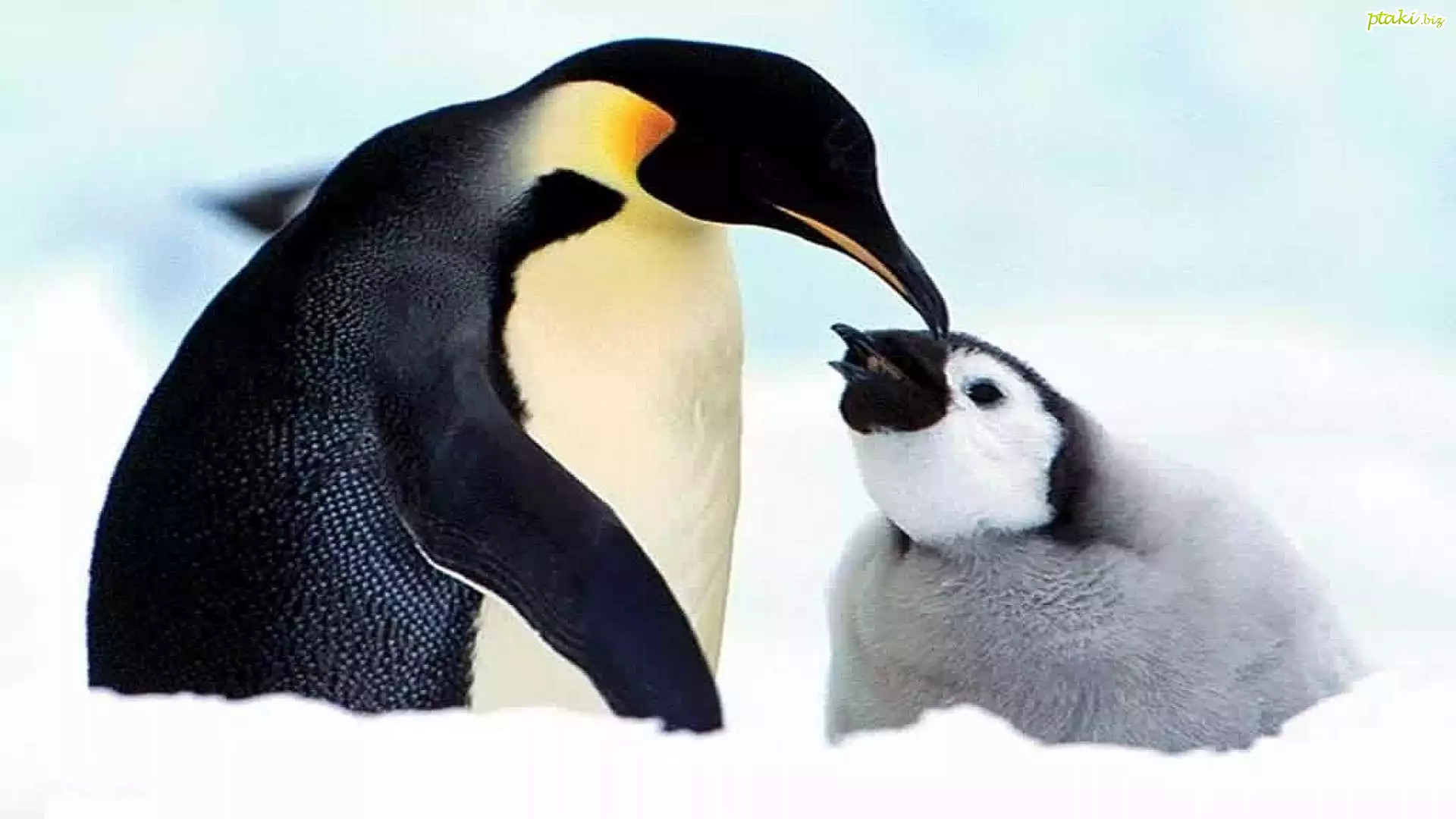Mały, Pingwinek, Cesarski, Mama