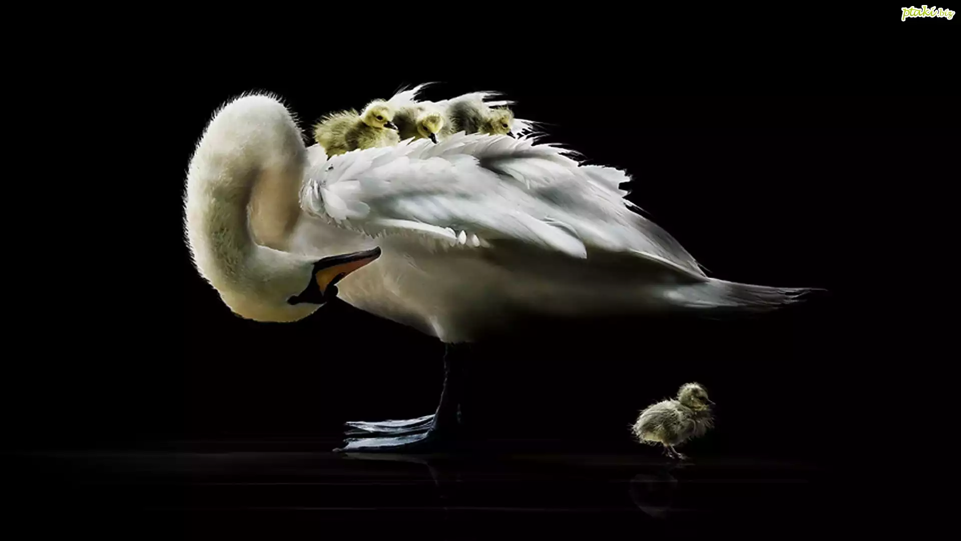 Łabędzia, Mama, Młode